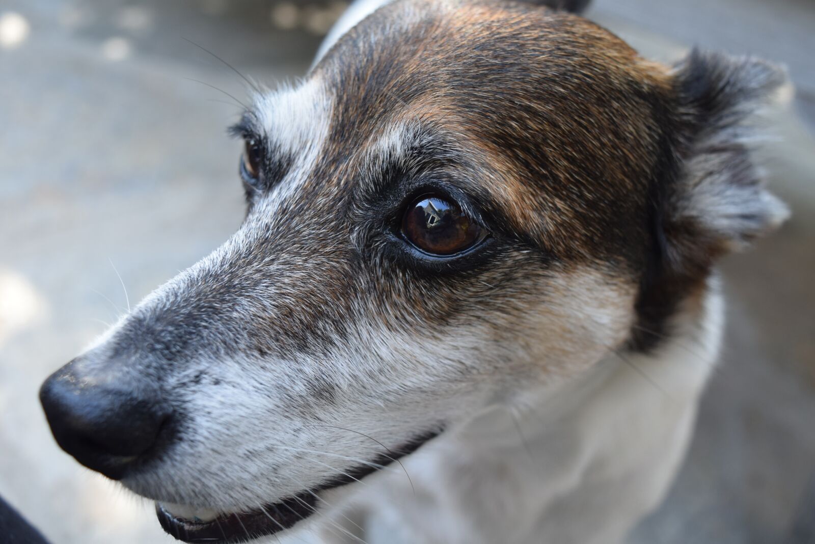 Nikon D3300 sample photo. Pet, dog, k9 photography