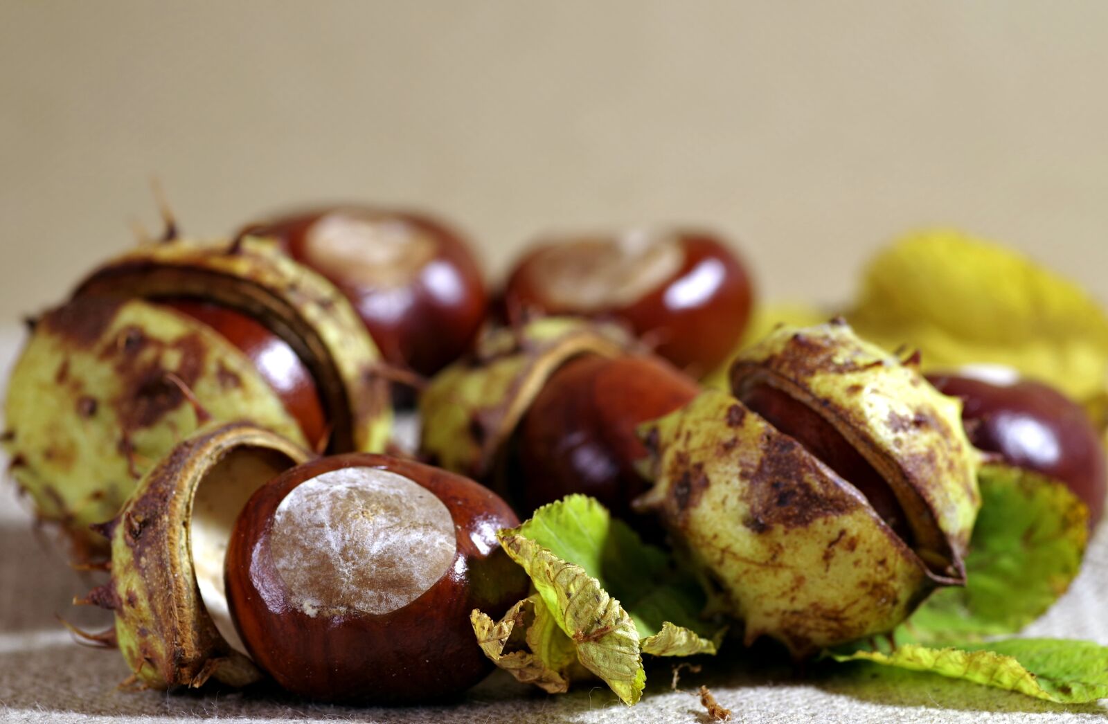 Pentax K-S2 sample photo. Autumn, chestnuts, horse chestnut photography