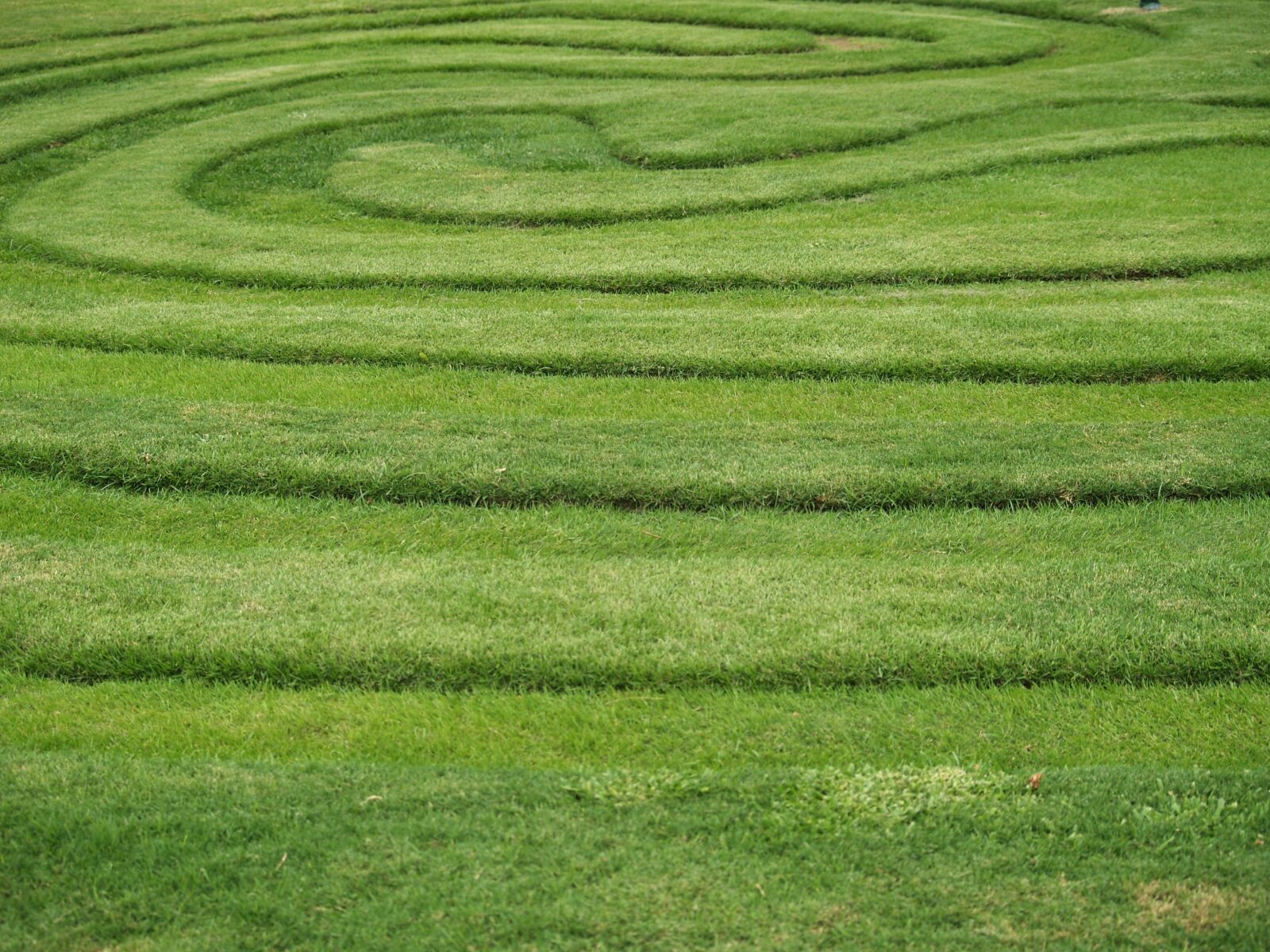 Olympus E-500 (EVOLT E-500) sample photo. Nature, grass, design photography