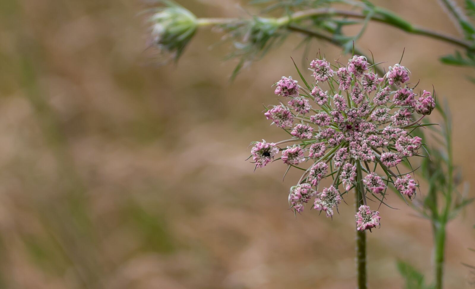 Canon EOS 7D Mark II + Canon EF 70-200mm F4L USM sample photo. Queen annes lace, daucus photography