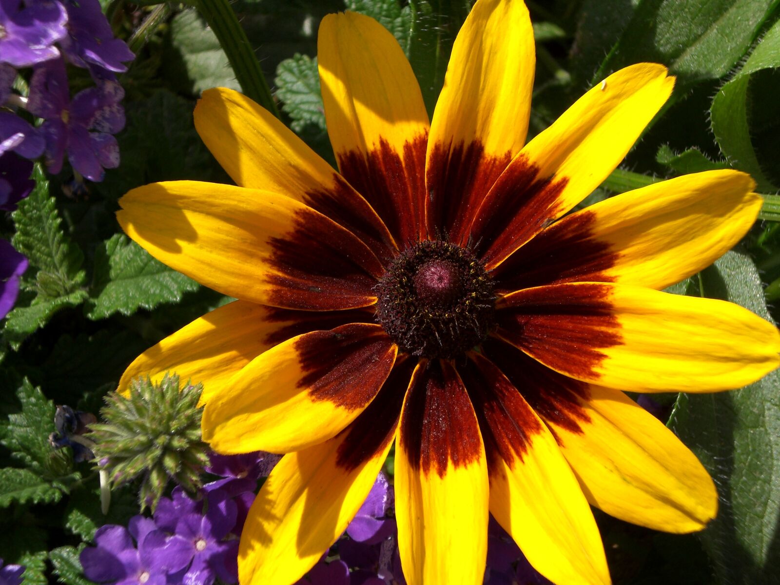 CASIO EX-Z75 sample photo. Black-eyed susan, yellow daisy photography