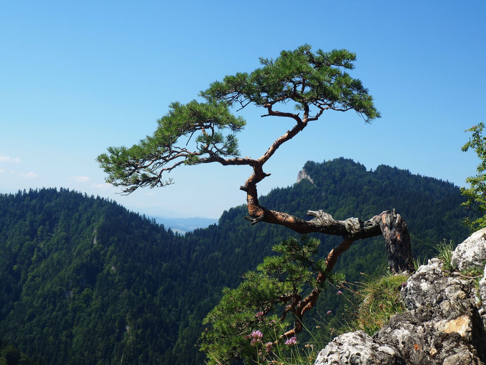 Olympus OM-D E-M10 sample photo. Sokolica, pieniny, mountains photography