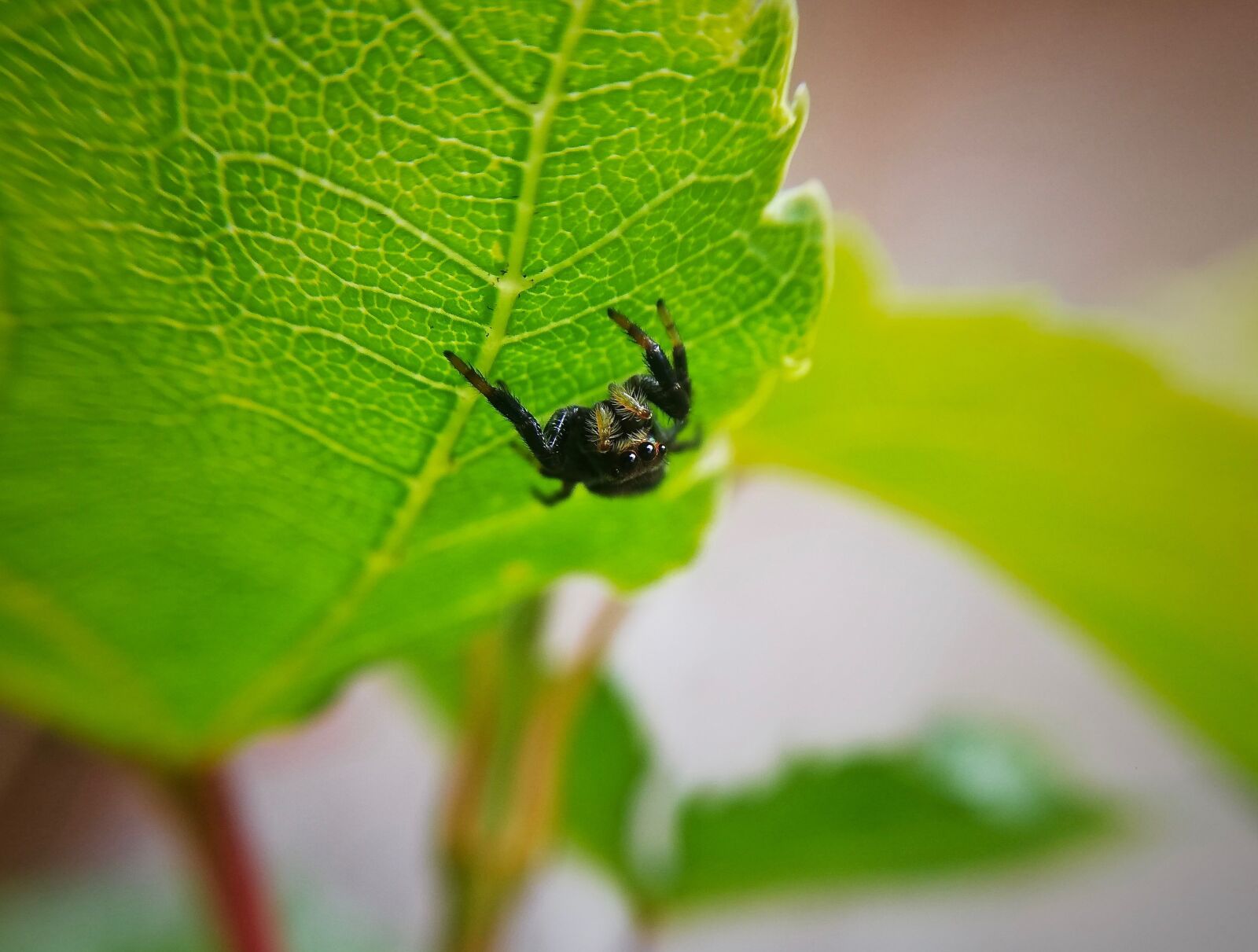 HUAWEI P20 lite sample photo. Spider, insect, macro photography