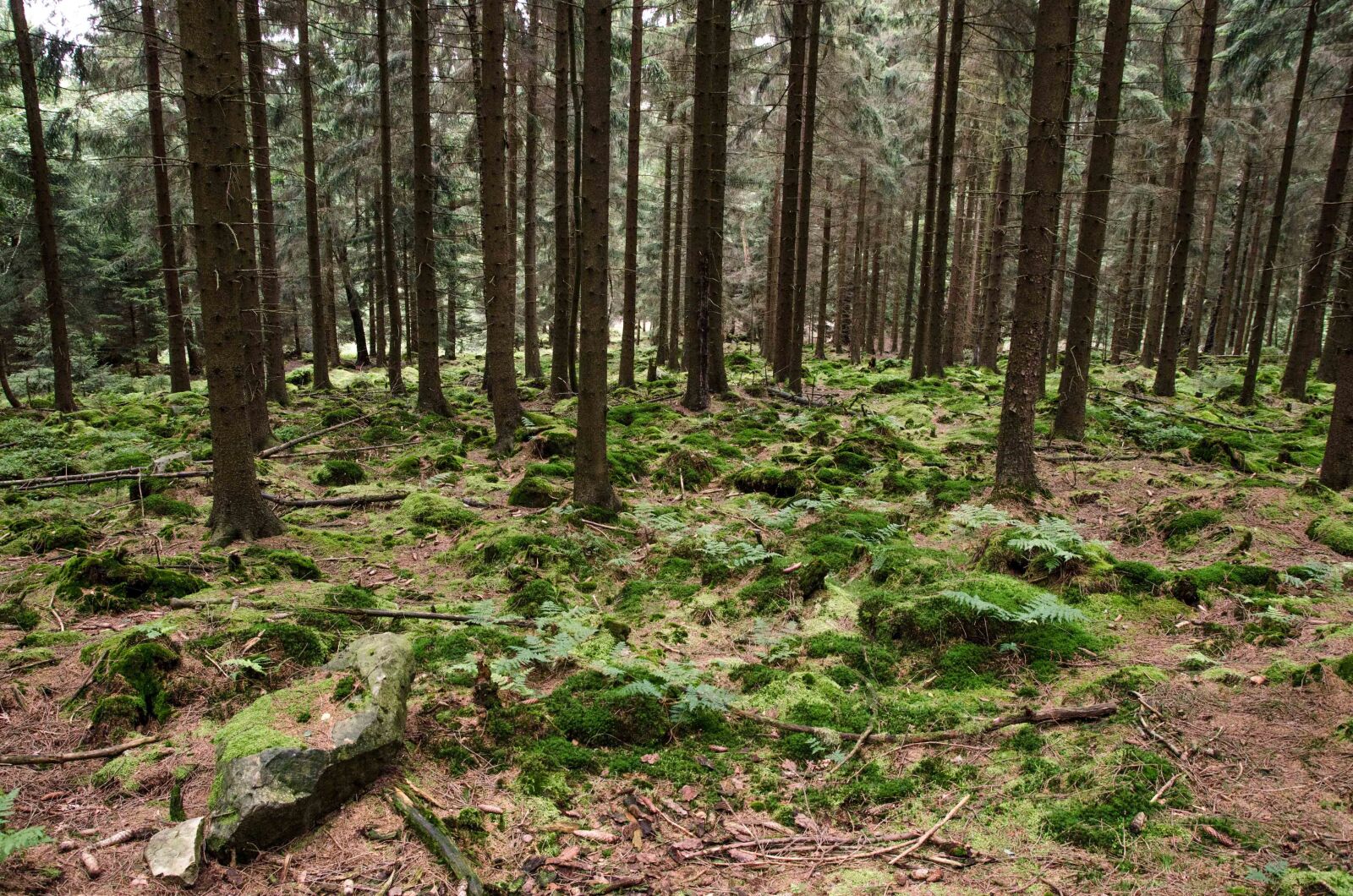 Nikon D7000 sample photo. Forest, woods, nature photography