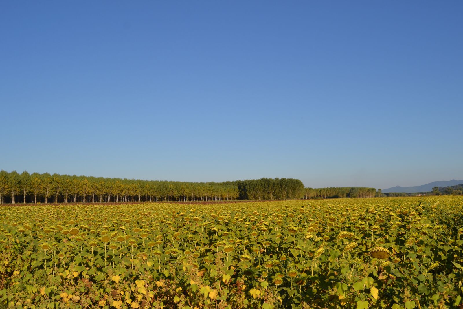Nikon D3100 sample photo. Sunflower, campaign, sunflowers photography