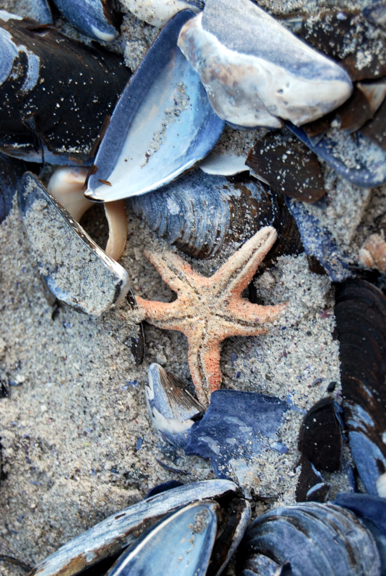 Nikon D60 sample photo. Starfish, sea, shell photography