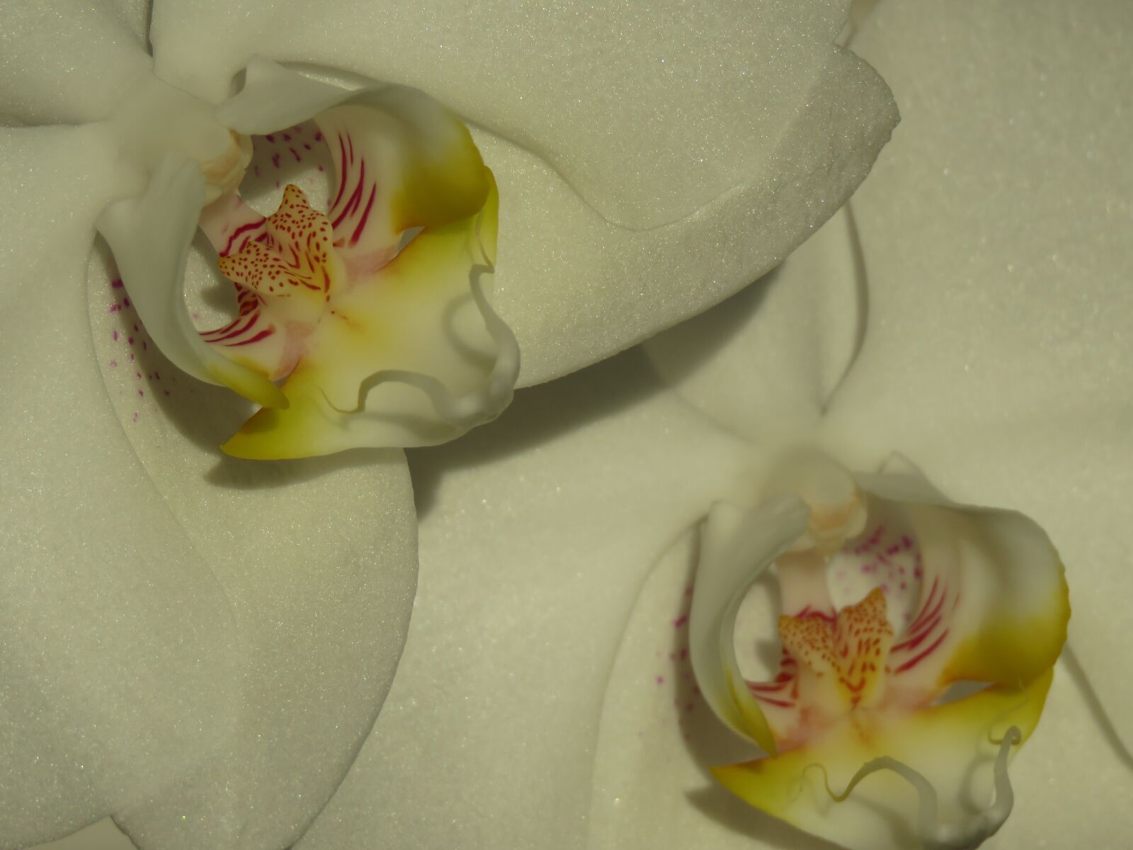 Canon PowerShot SX60 HS sample photo. Orchid, orchideenblüte, blossom photography