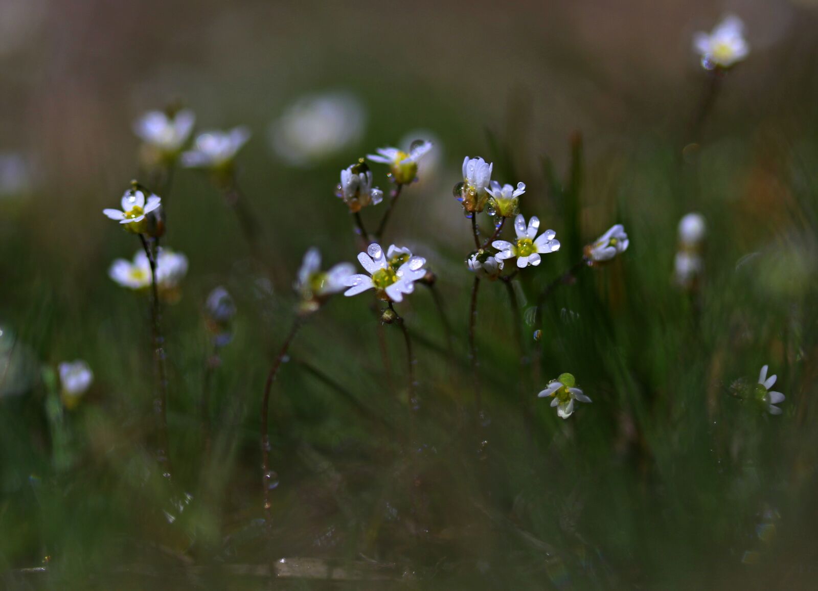 Canon EF-S 60mm F2.8 Macro USM sample photo. Flower, white, spring photography