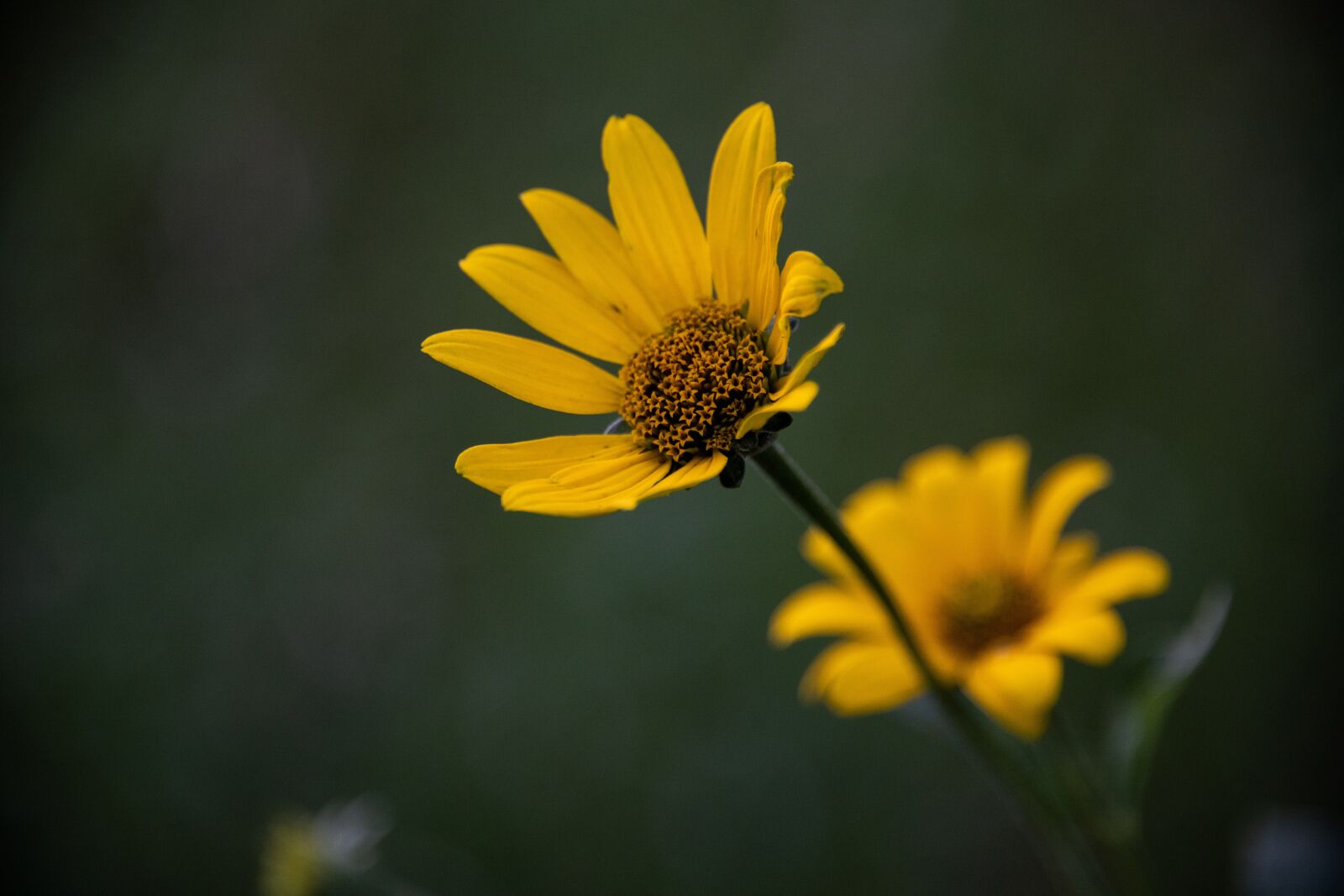 Nikon D850 sample photo. Flower, yellow, blossom photography