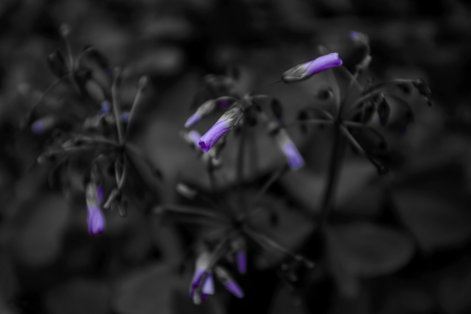 Nikon D610 sample photo. Flower, garden, outdoors photography