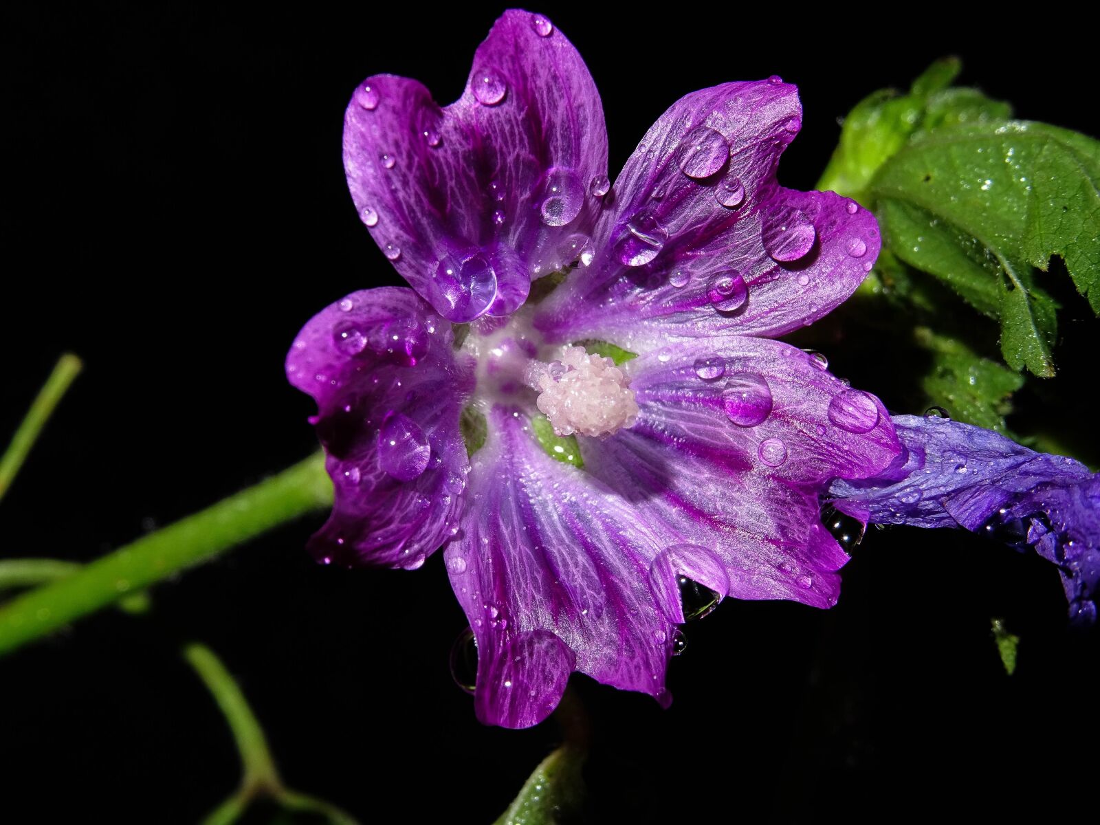 Sony DSC-HX60V sample photo. Mallow, wild mallow, purple photography