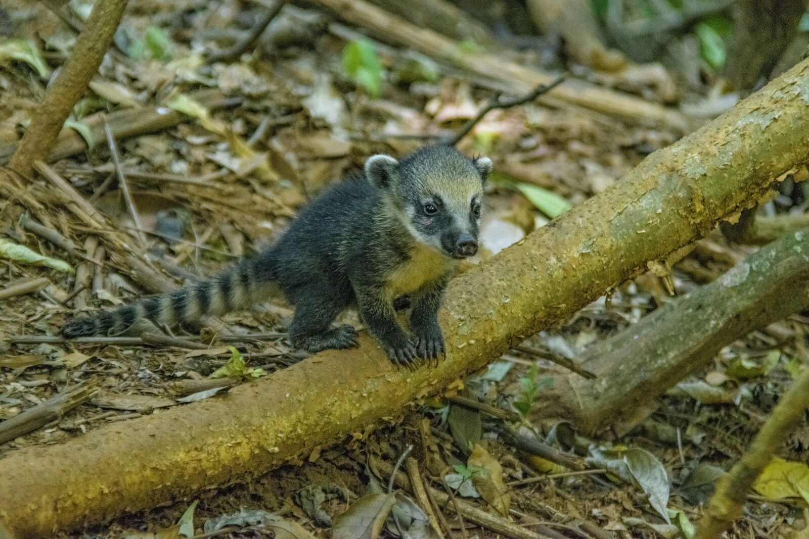 Nikon D3300 sample photo. Coati, nature, mato photography