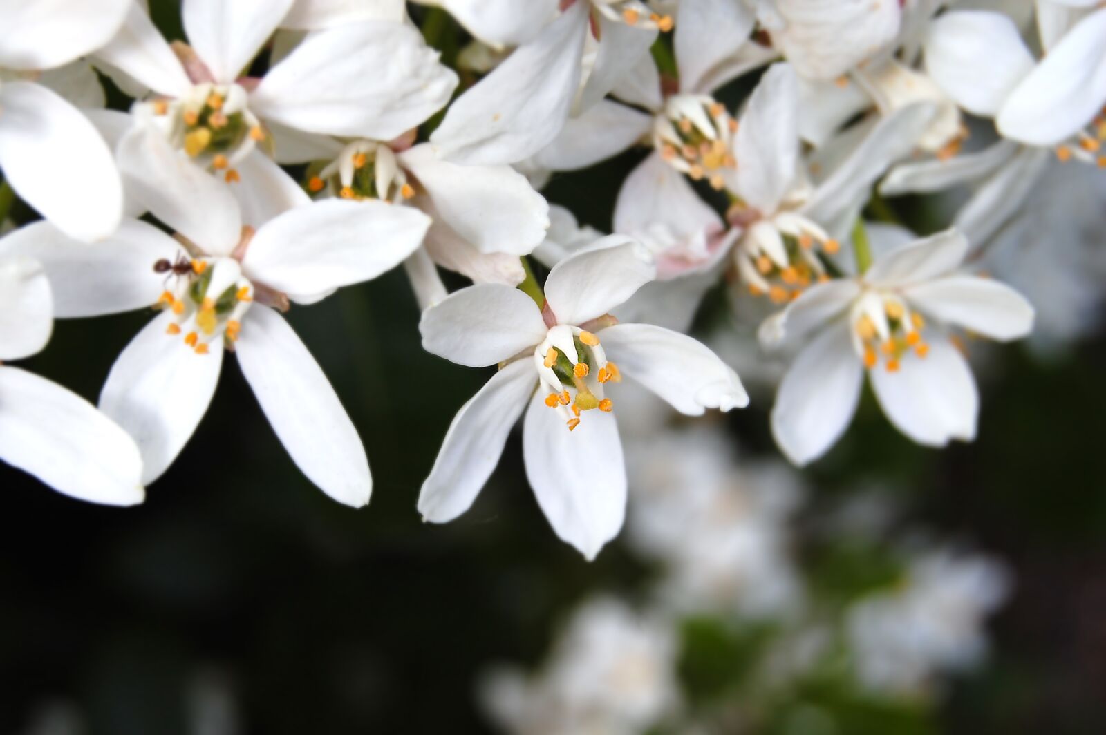 Nikon D40 sample photo. Flowers, white, summer photography