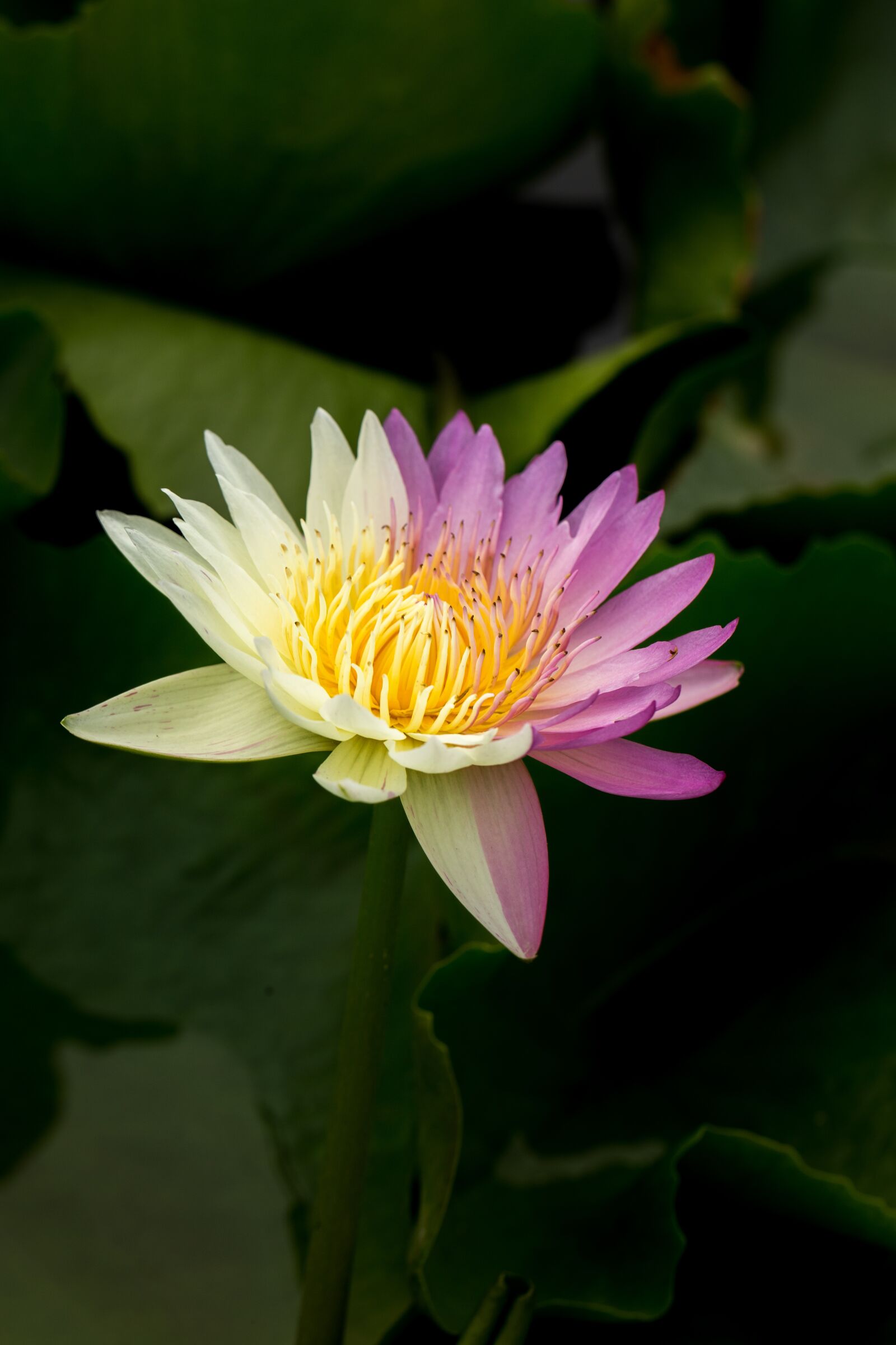 Canon EF 100mm F2.8L Macro IS USM sample photo. Water lily, nuphar lutea photography