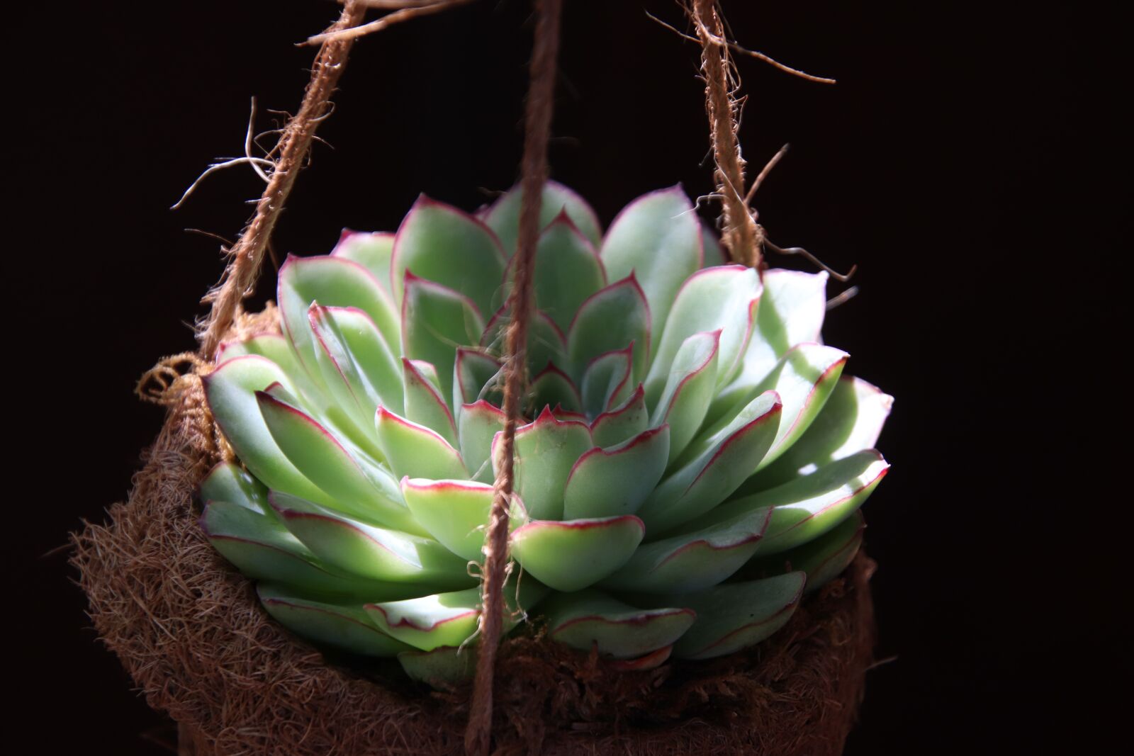 Canon EOS 800D (EOS Rebel T7i / EOS Kiss X9i) sample photo. Succulents, cacti, garden photography