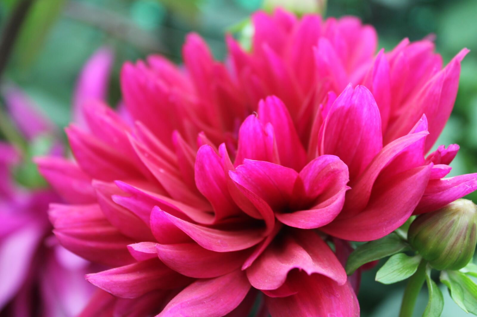 Canon EOS 1100D (EOS Rebel T3 / EOS Kiss X50) sample photo. Dahlia, flower, bloom photography