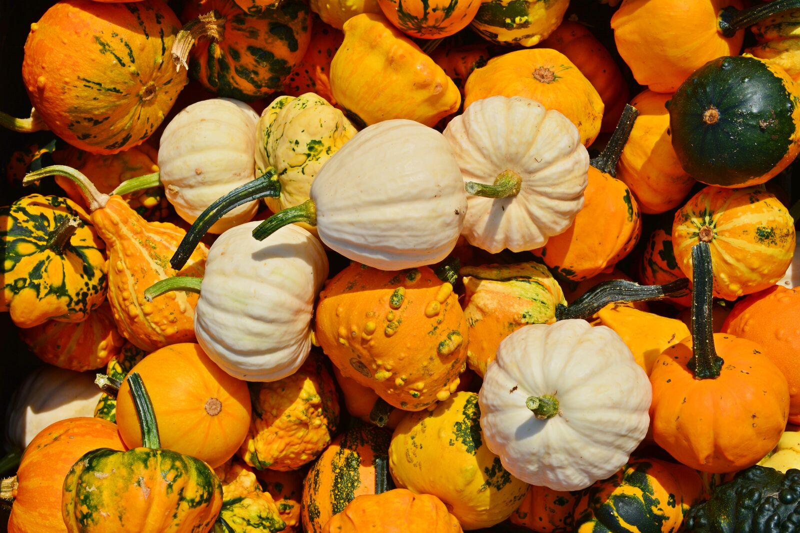 Nikon D5200 sample photo. Pumpkin, harvest time, sale photography