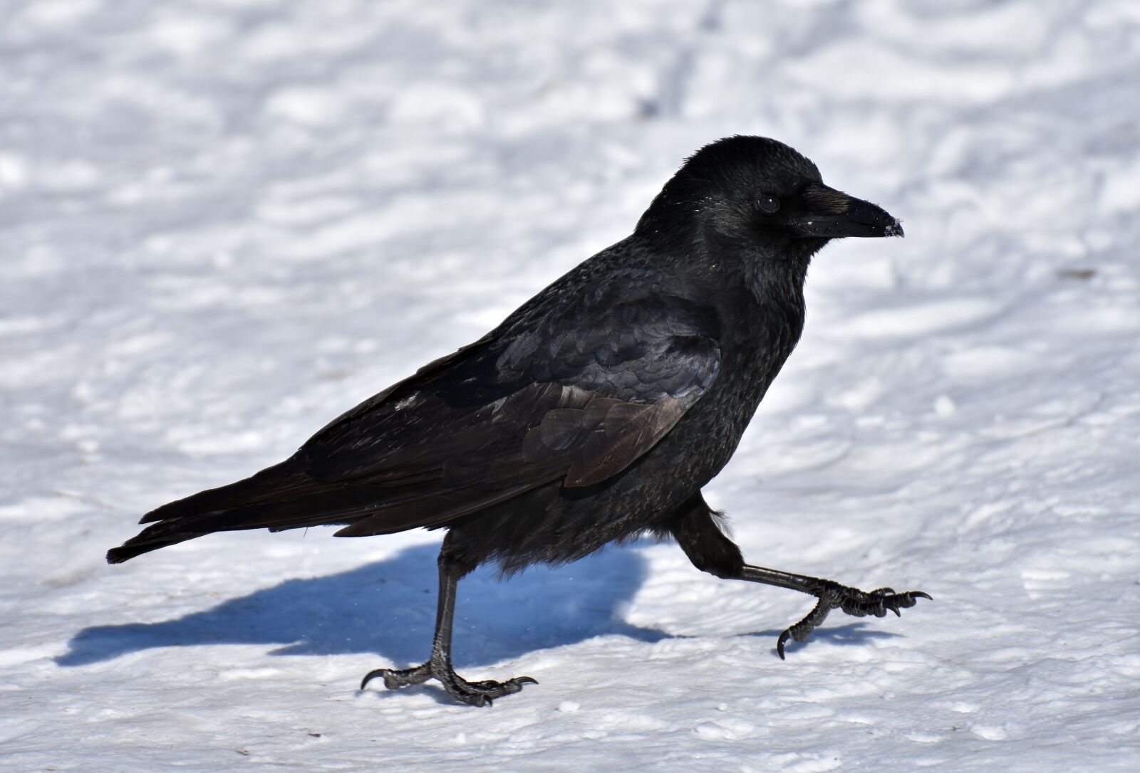Nikon D7200 sample photo. Common raven, raven, raven photography