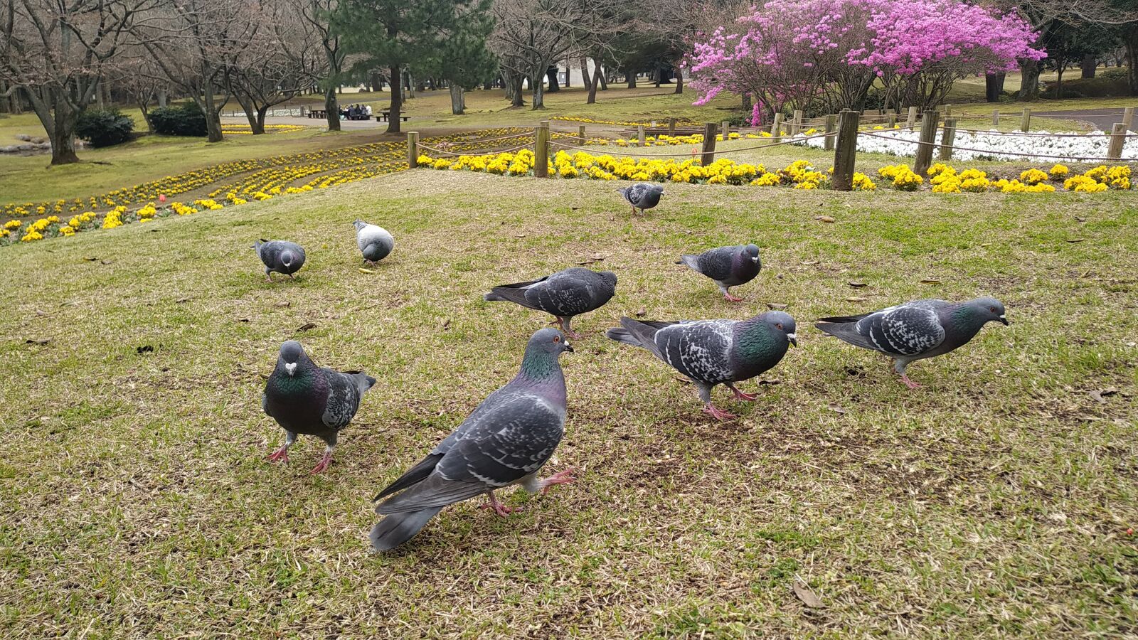 Xiaomi Redmi Note 6 Pro sample photo. Birds, nature, park photography