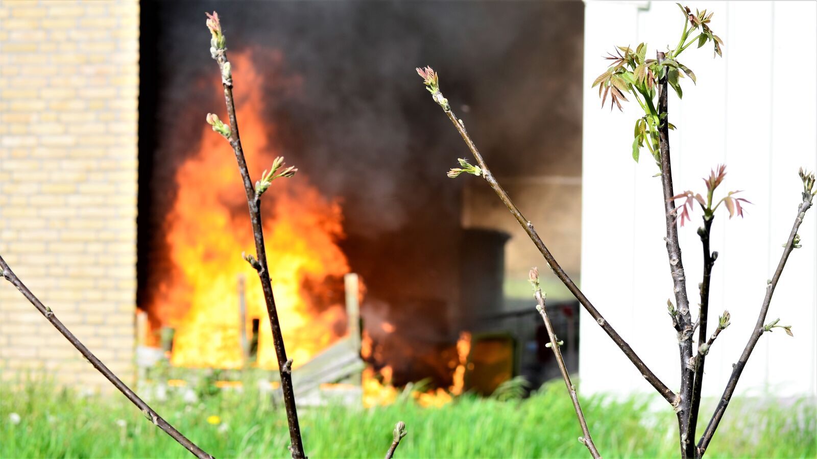 Nikon D5100 sample photo. Nature, plant, flame photography