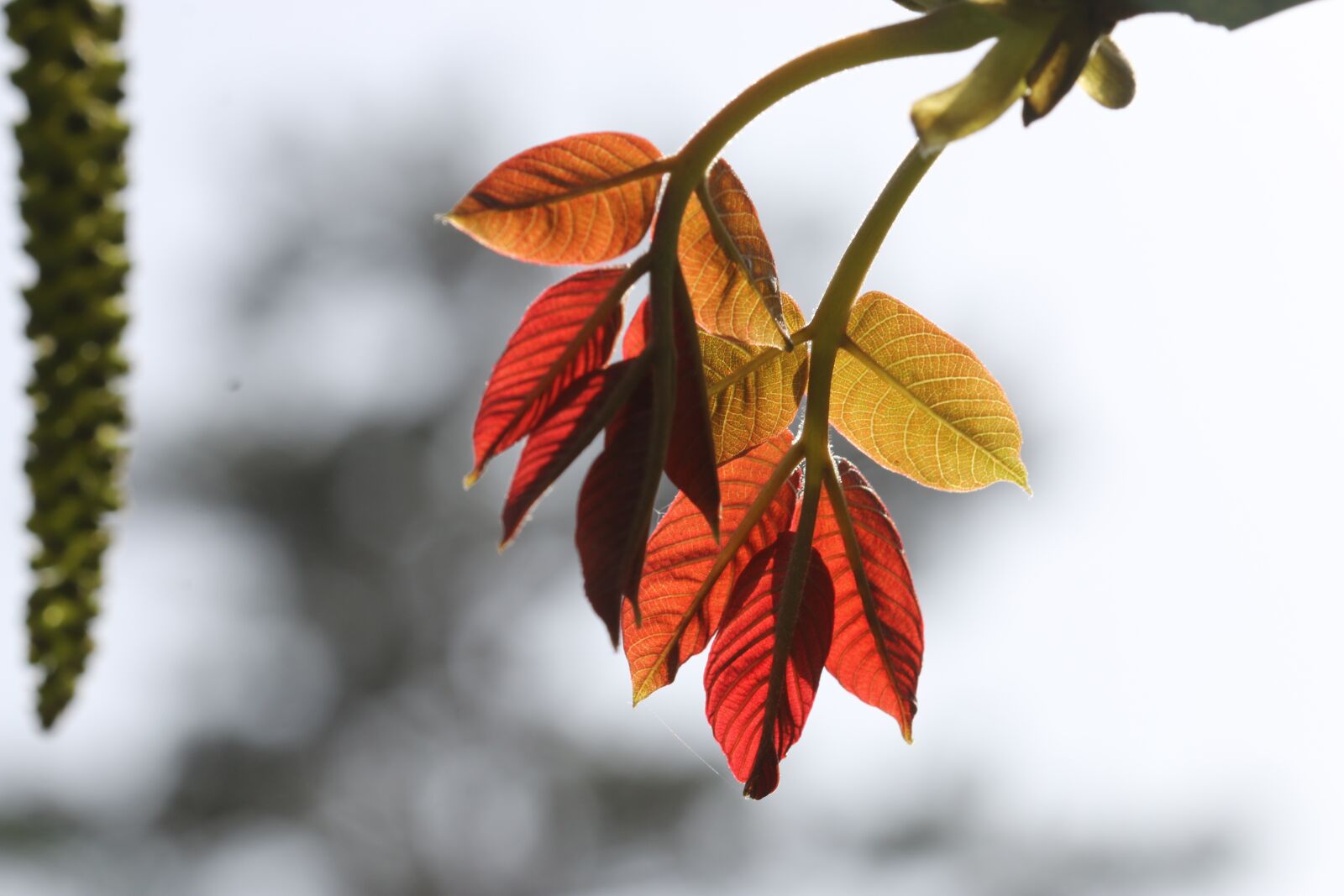 Canon EOS 70D + Canon EF 100mm F2.8 Macro USM sample photo. Green, flower, garden photography