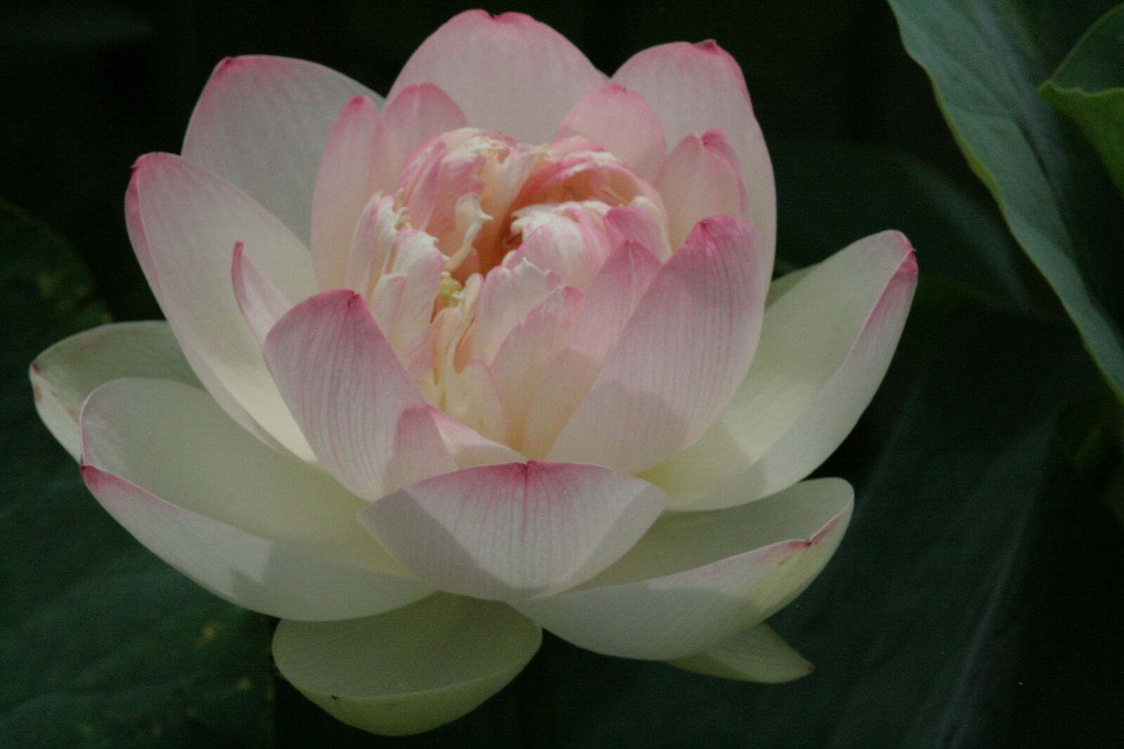 Canon EOS 400D (EOS Digital Rebel XTi / EOS Kiss Digital X) sample photo. Landscape, flowers, lotus photography