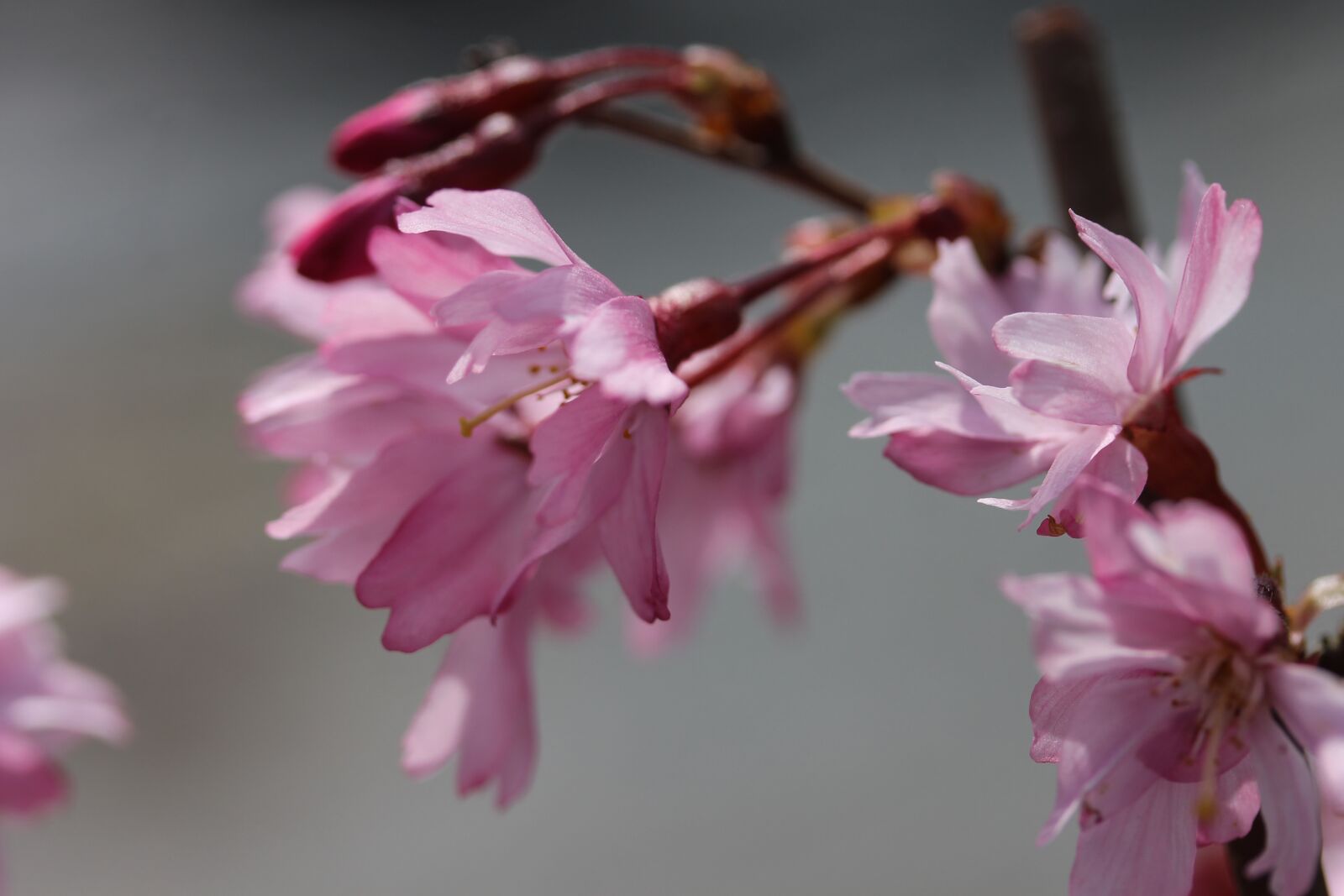 Canon EF-S 60mm F2.8 Macro USM sample photo. Cherry blossom, d szcseresznye photography