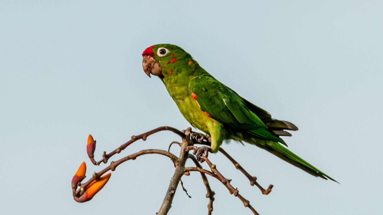 Tamron SP 150-600mm F5-6.3 Di VC USD sample photo. Bird, nature, animal photography