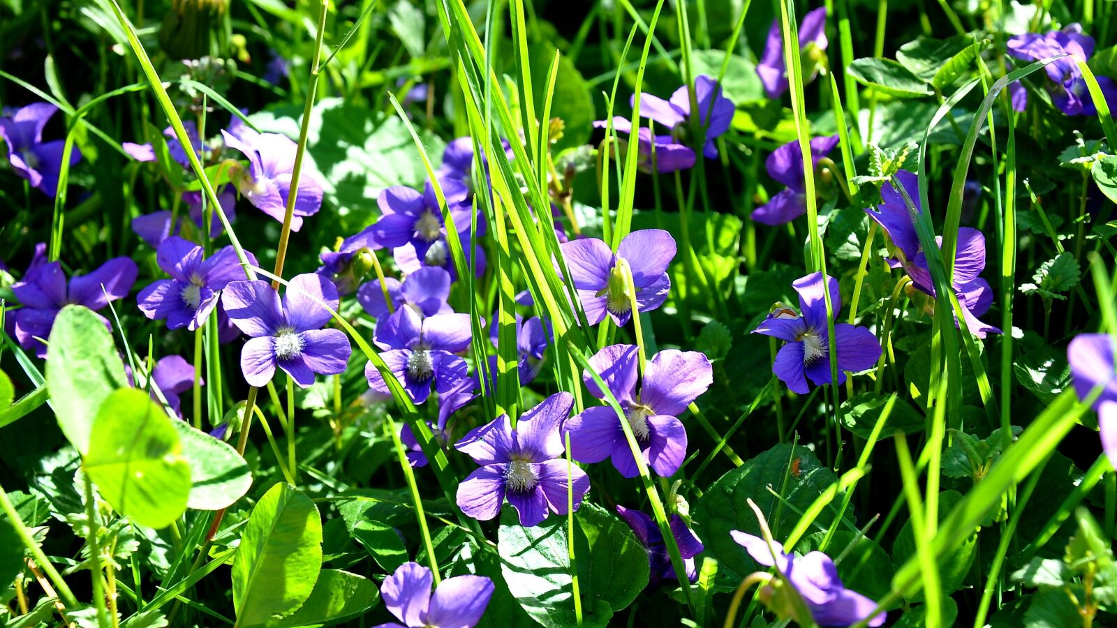Nikon D90 sample photo. Spring, violet, nature photography