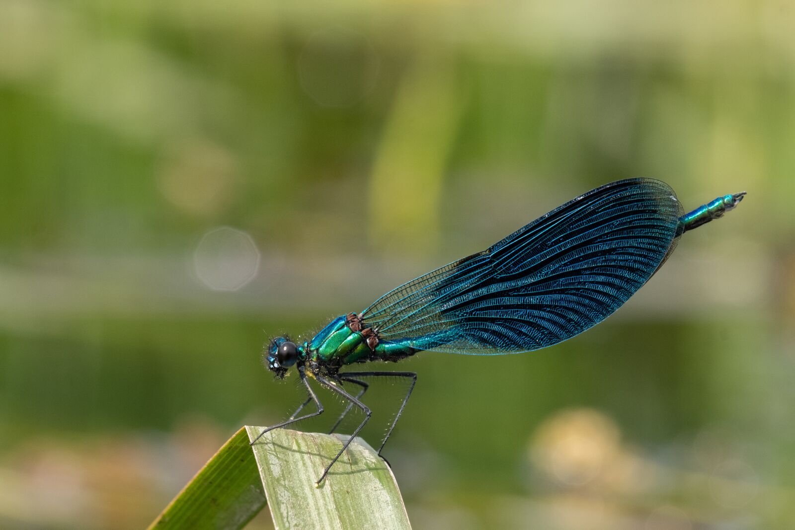 Fujifilm X-H1 sample photo. Banded demoiselle, calopteryx splendens photography