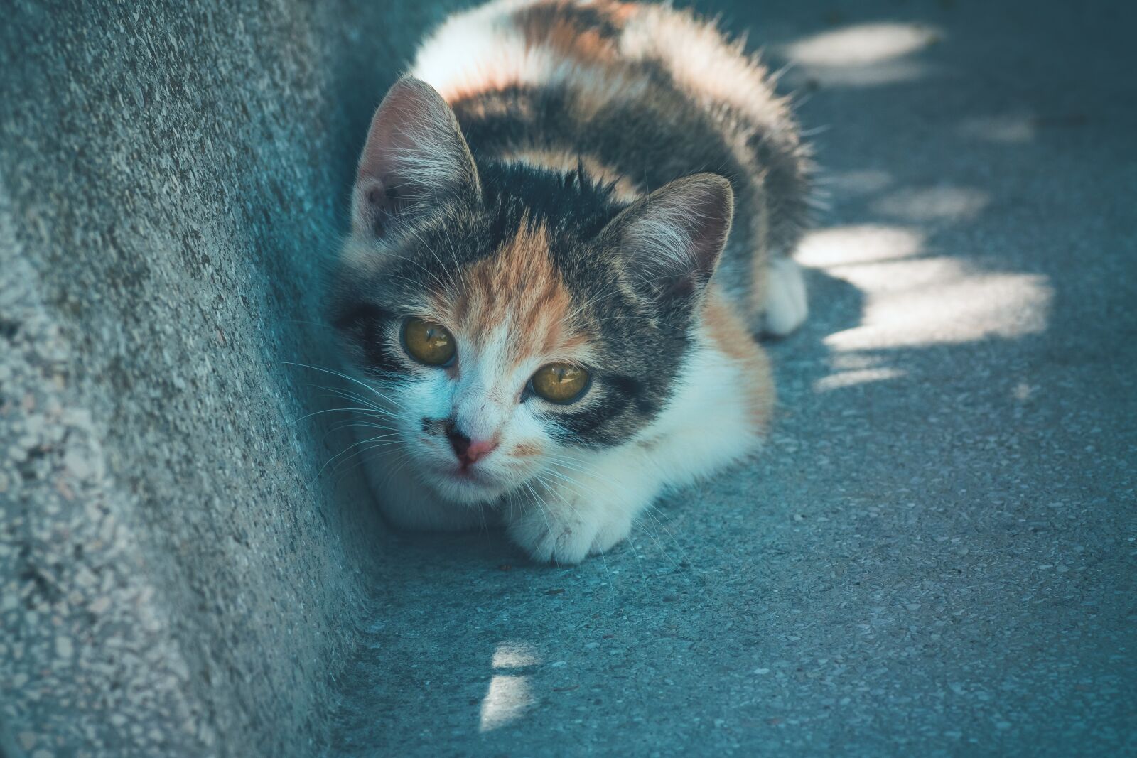 Canon EOS 1300D (EOS Rebel T6 / EOS Kiss X80) sample photo. Cat, feline, mammal photography