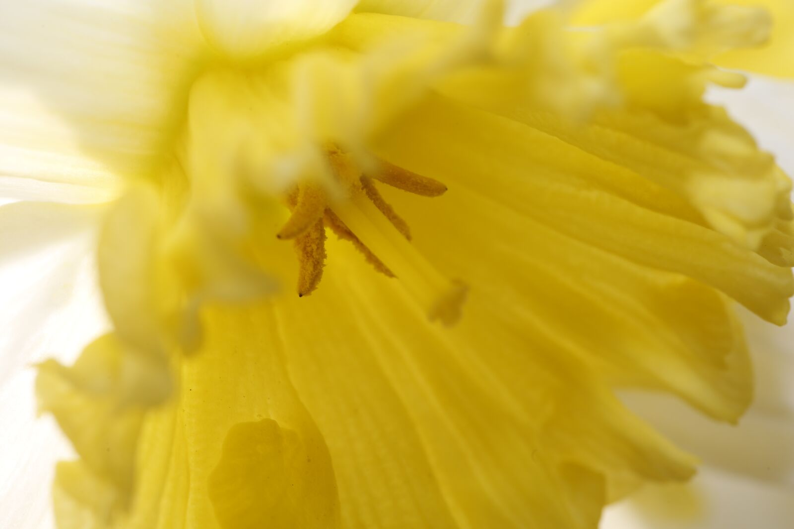 Canon EF 100mm F2.8L Macro IS USM sample photo. Flower, spring, nature photography