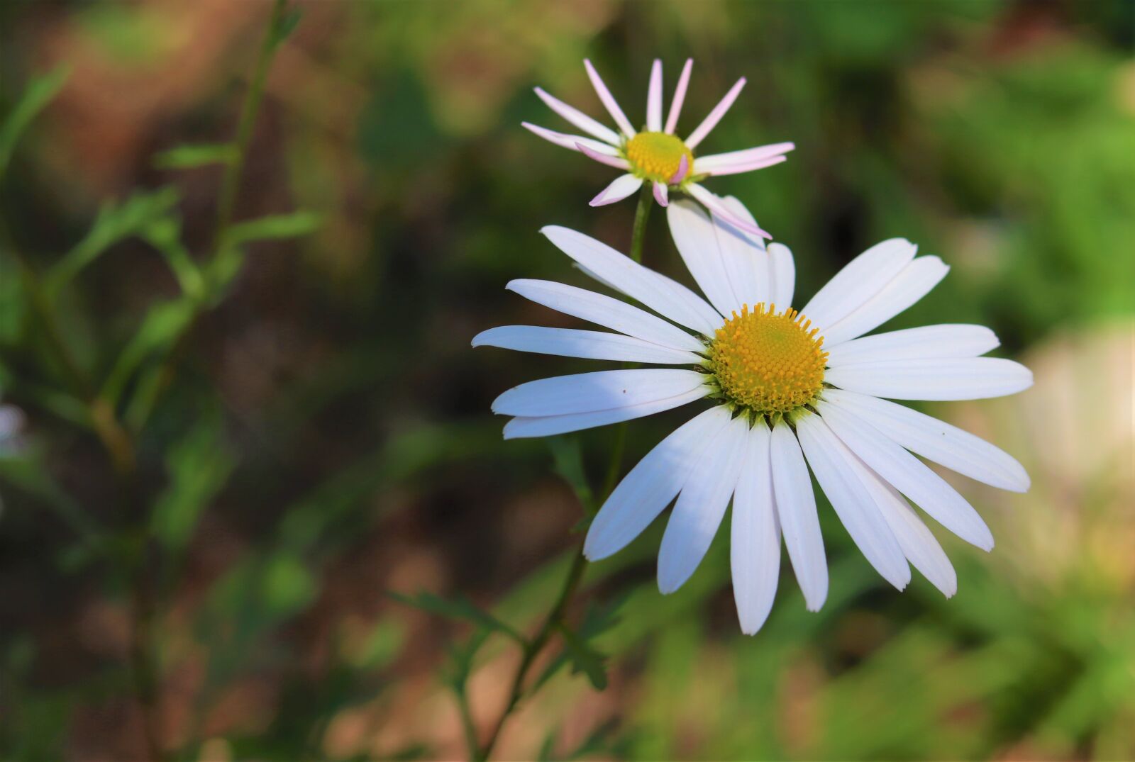 Canon EF 50mm F1.8 STM sample photo. Wildflower, nature, flowers photography