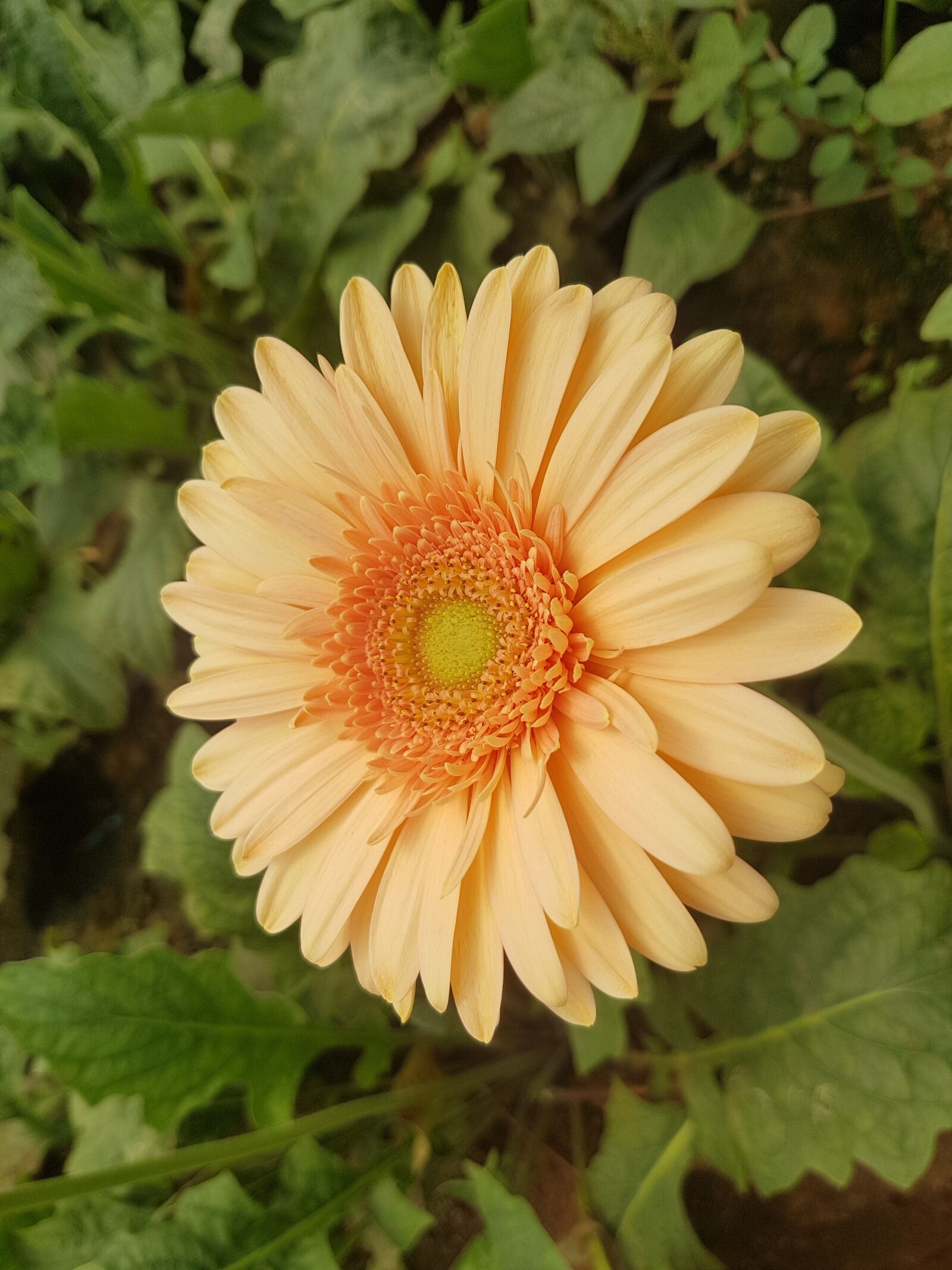 Samsung Galaxy S7 Edge sample photo. Flora, nature, flower photography