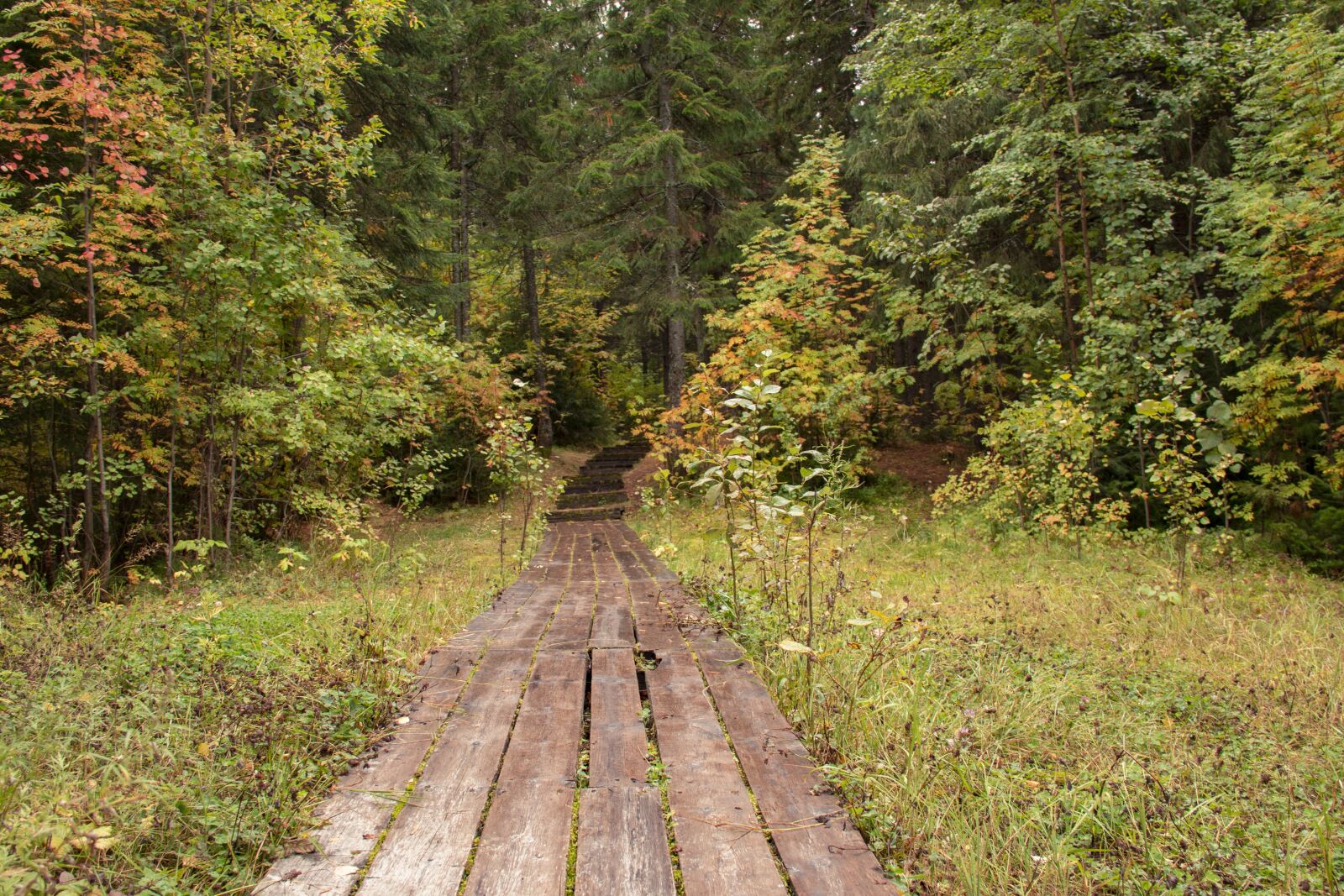 Canon EOS 70D sample photo. Wooden path, path, forest photography