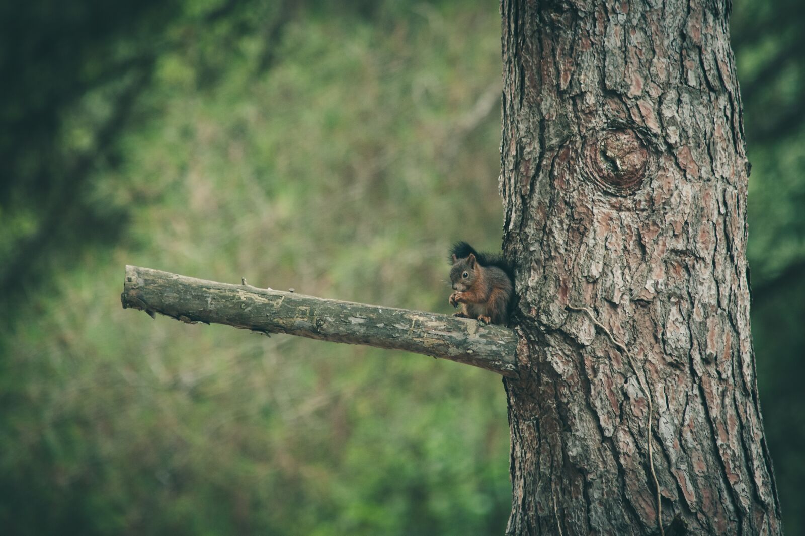 Nikon D700 sample photo. Squirrel, nature, forest photography