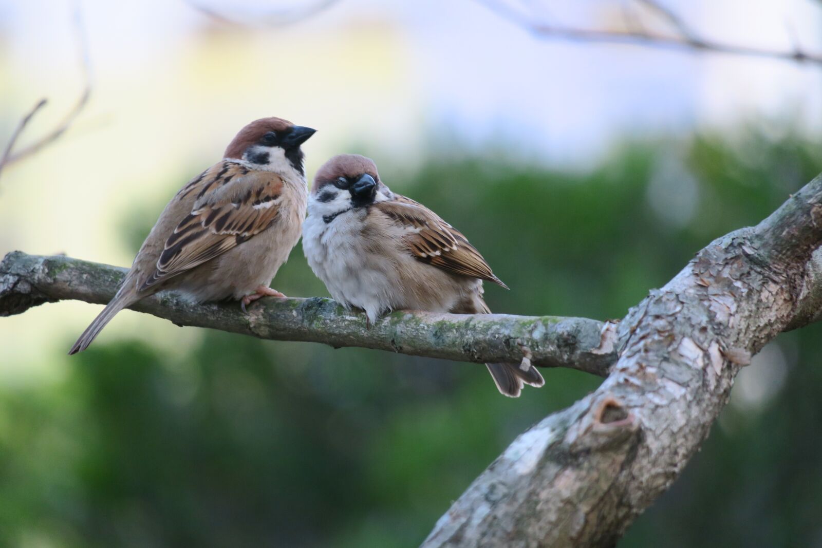 Canon PowerShot G3 X sample photo. Bird, nature, wildlife photography