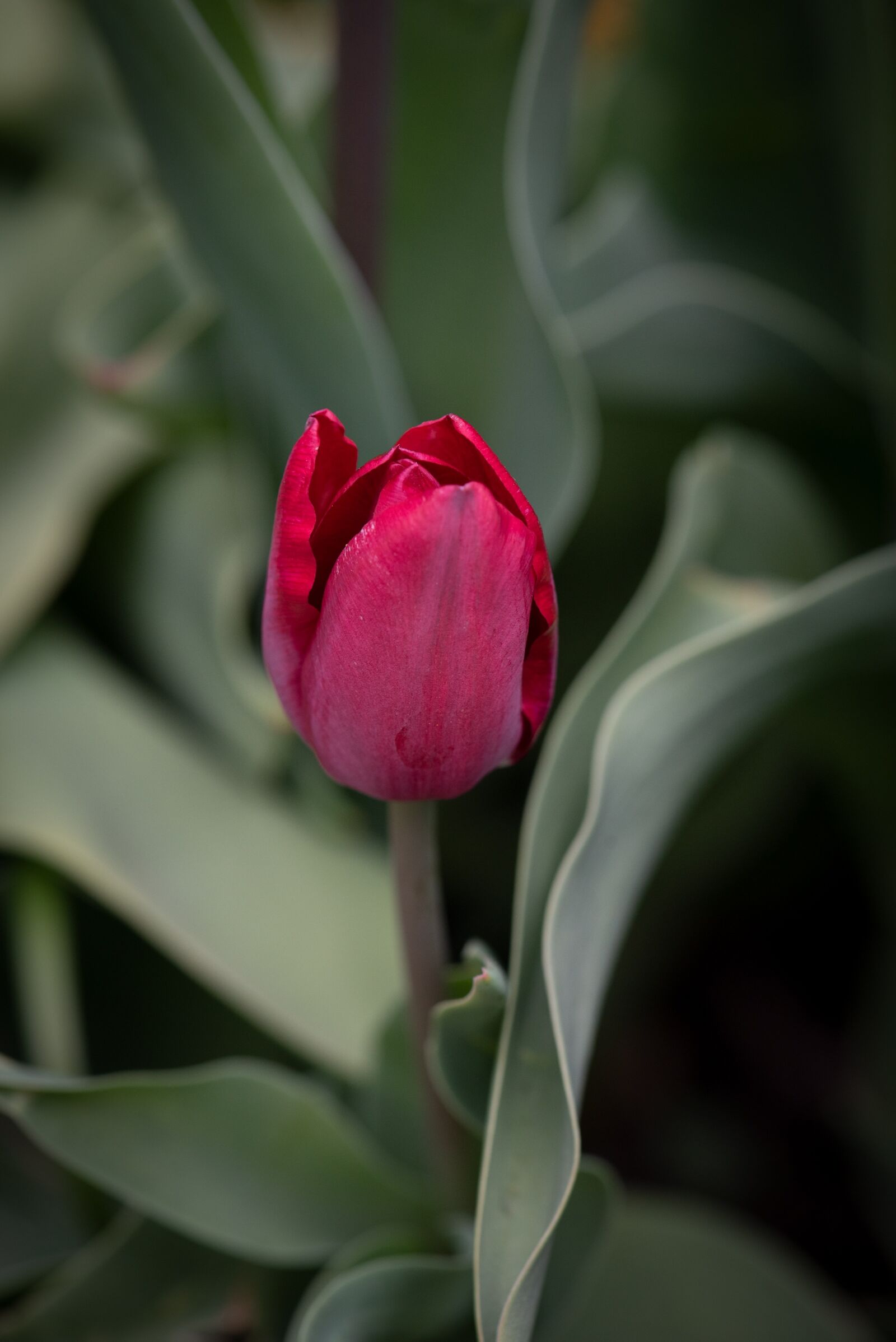 Nikon D750 sample photo. Tulip, flower, red photography