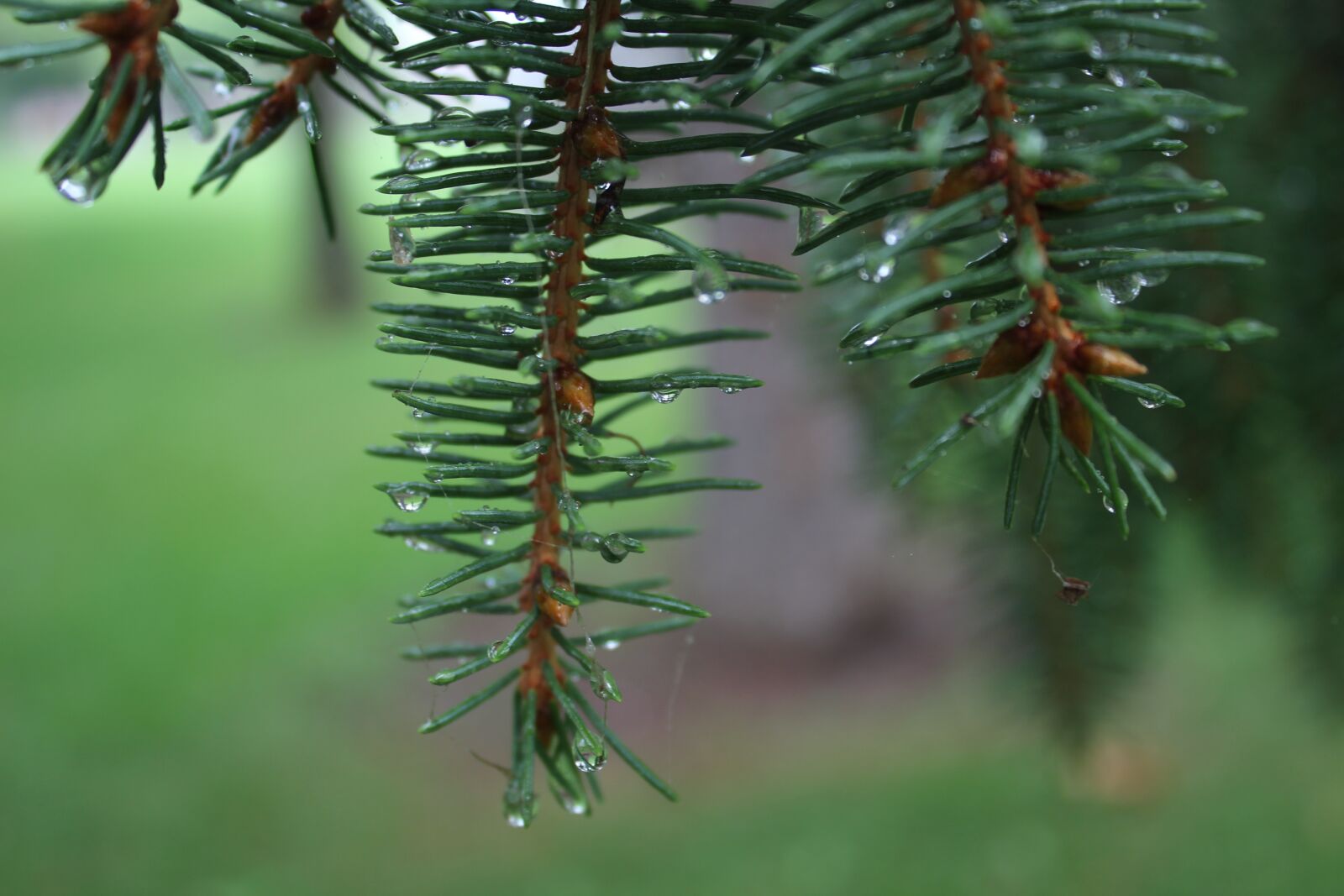Canon EOS 1300D (EOS Rebel T6 / EOS Kiss X80) sample photo. Rain, pine tree, close-up photography