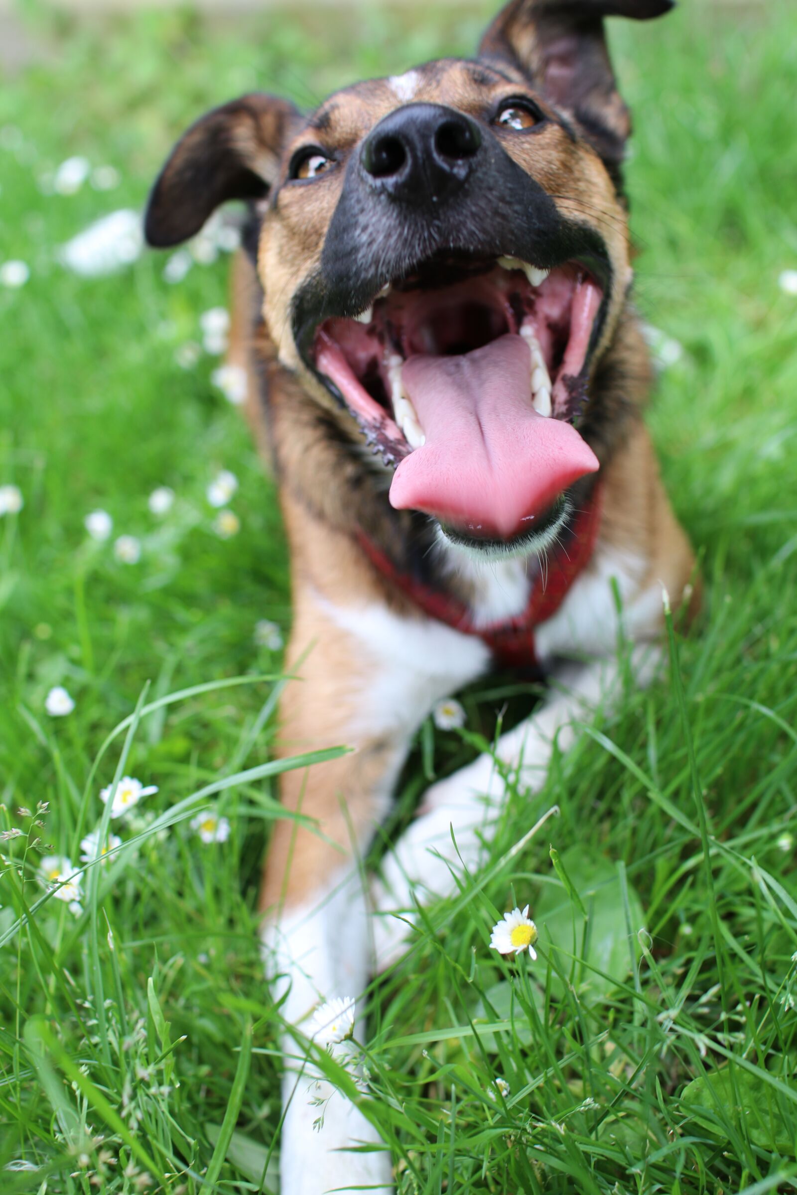Canon EOS 80D sample photo. Dog, pet, animal photography