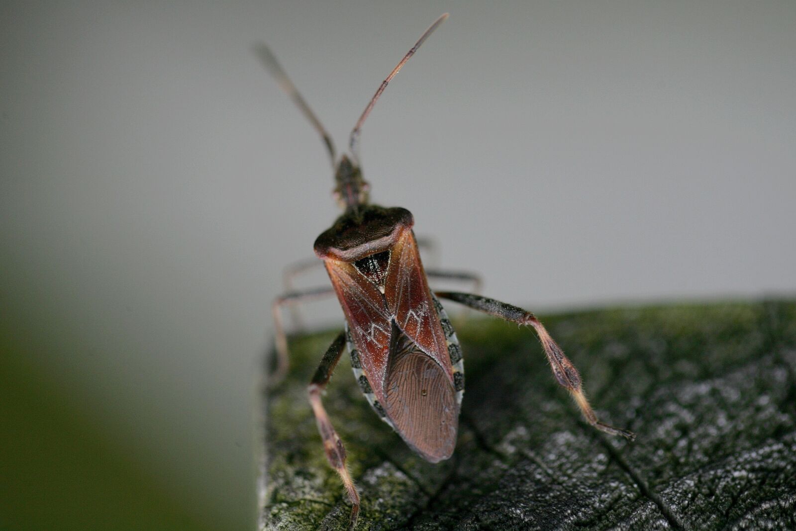 Canon EOS-1D Mark II sample photo. Bladpootwants, wants, animal photography