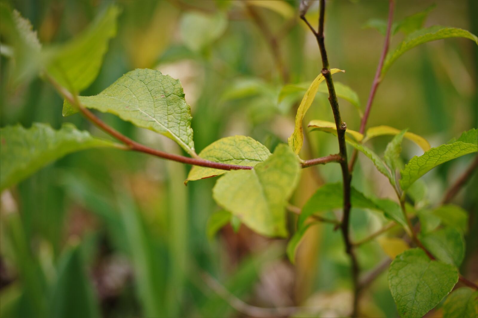 Canon EF-S 35mm F2.8 Macro IS STM sample photo. Plug, leaves, tree photography