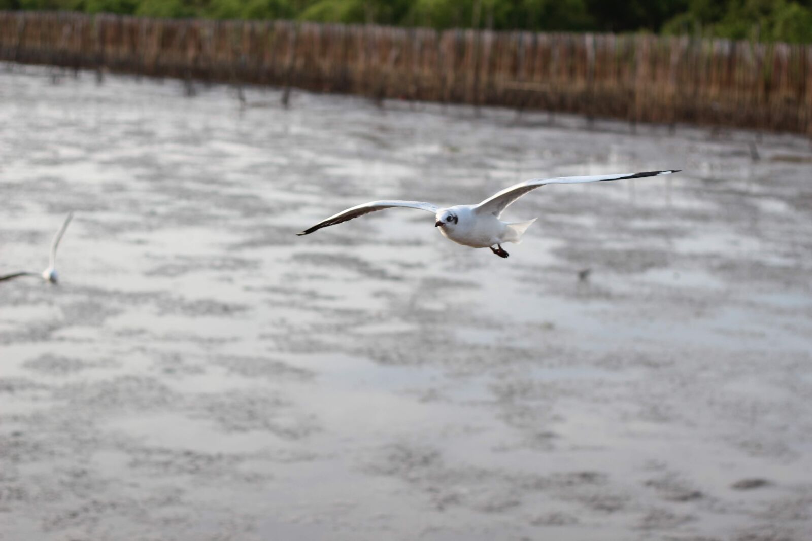 Canon EOS 600D (Rebel EOS T3i / EOS Kiss X5) + Canon EF 50mm F1.8 II sample photo. Bird, birds, animals photography