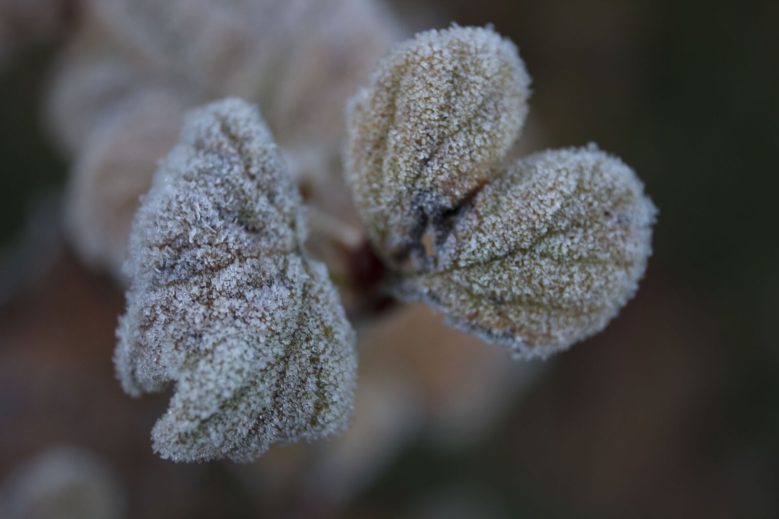 Canon EOS 600D (Rebel EOS T3i / EOS Kiss X5) sample photo. Leaf, frost, frozen photography