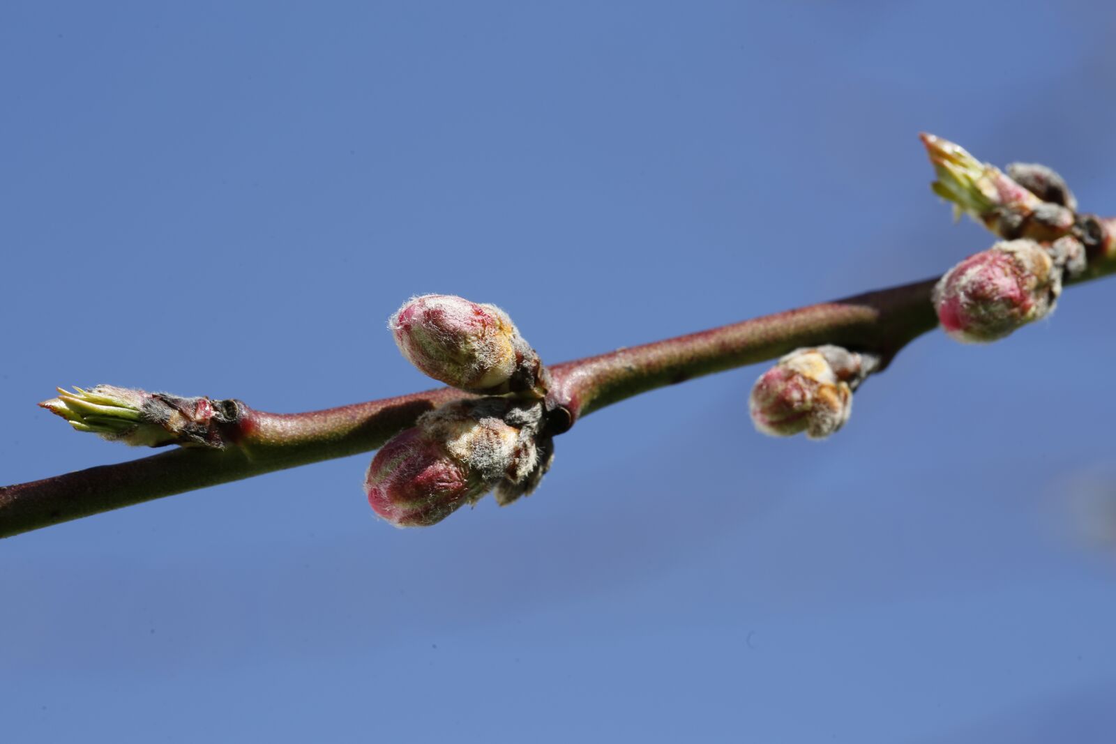 Canon EF 100mm F2.8L Macro IS USM sample photo. Engine, scion, spring photography
