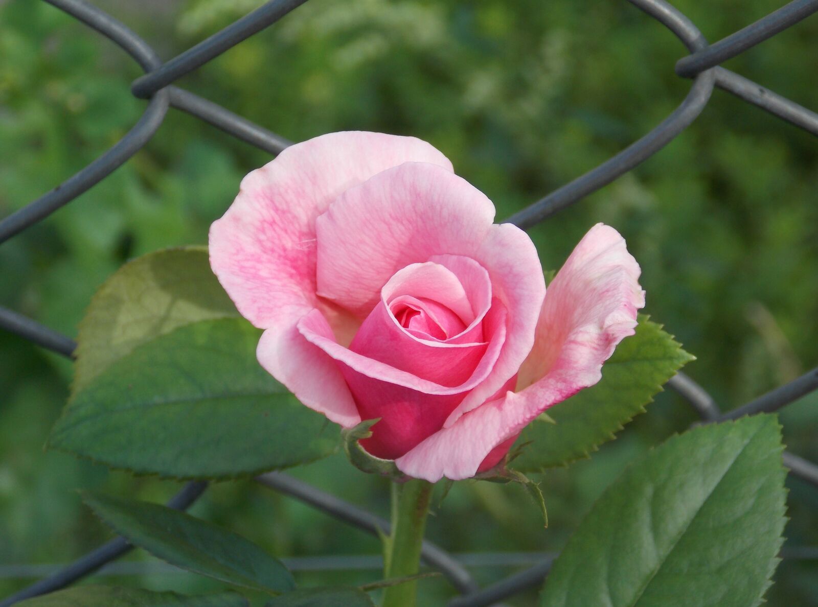 Nikon Coolpix L810 sample photo. Roos, roze roos, rozen photography
