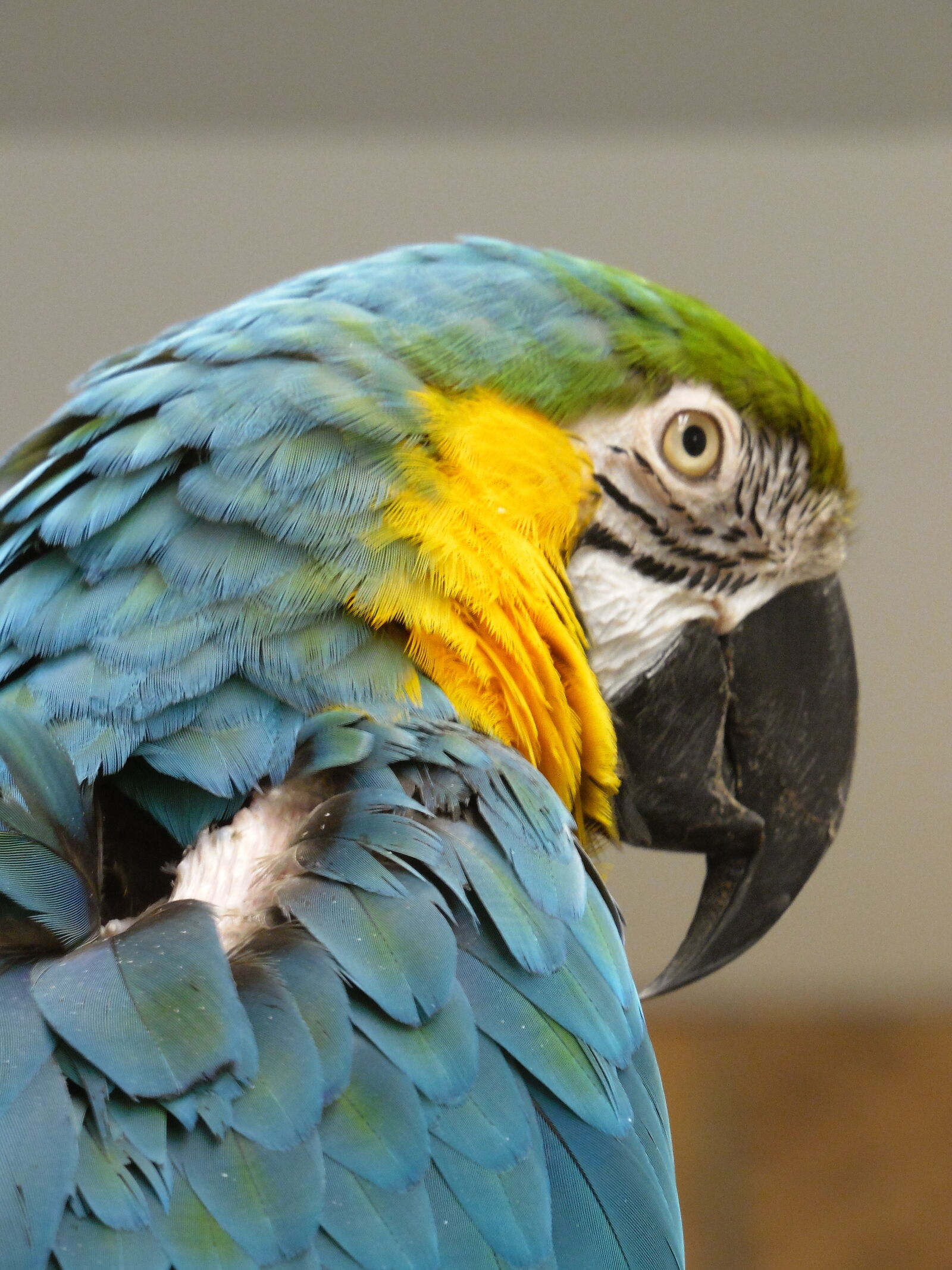 Samsung WB2200F sample photo. B, g, macaw, macaw photography