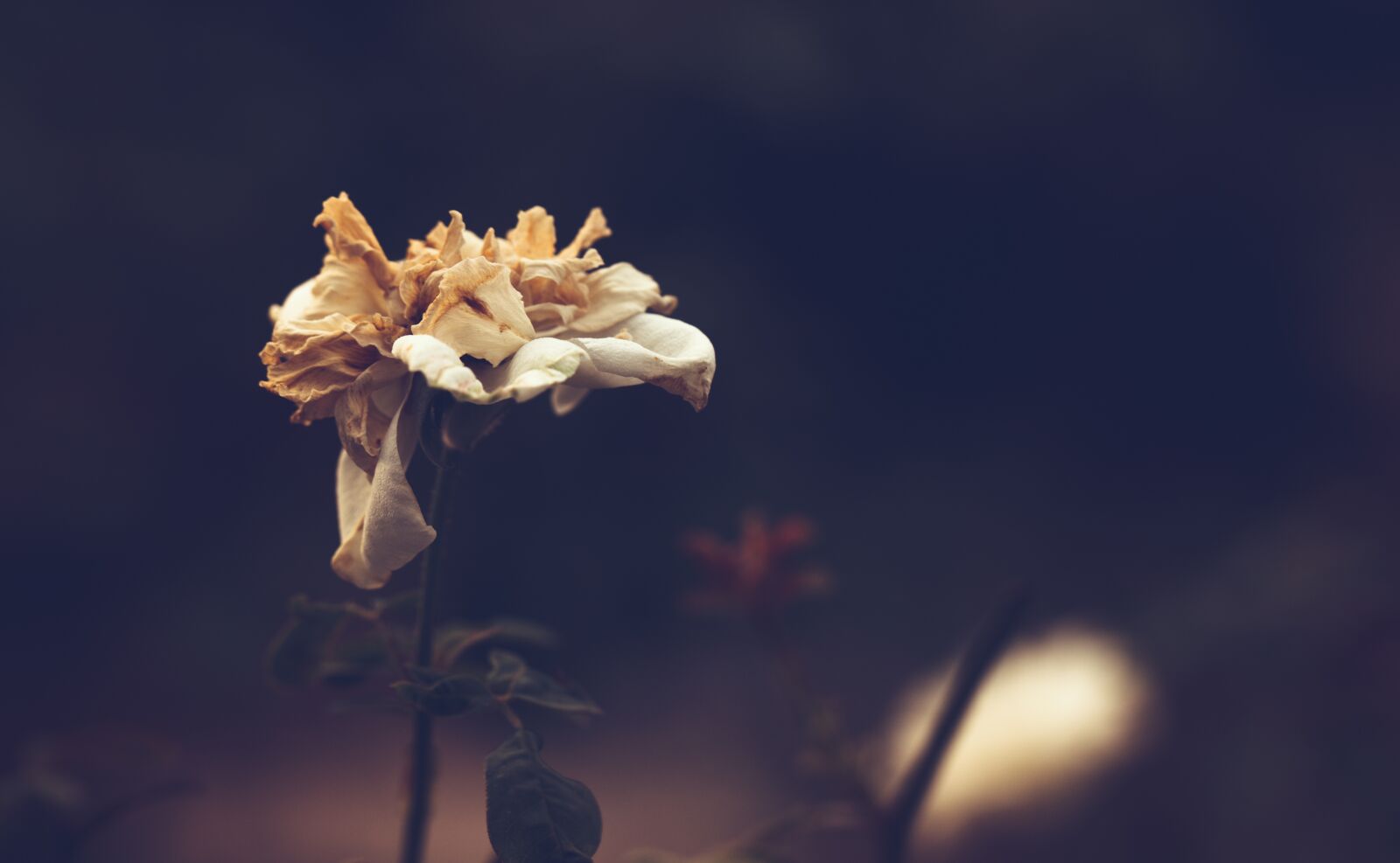 Canon EF 100mm F2.8L Macro IS USM sample photo. Roses, withered flowers, wreckage photography