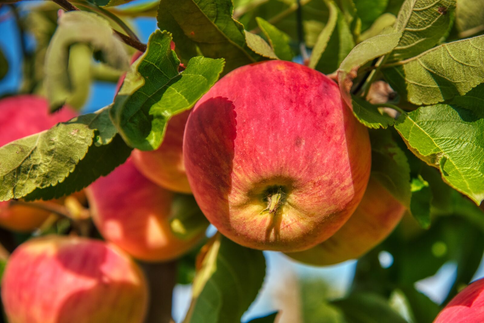 Nikon D750 sample photo. Summer regent, apple, summer photography
