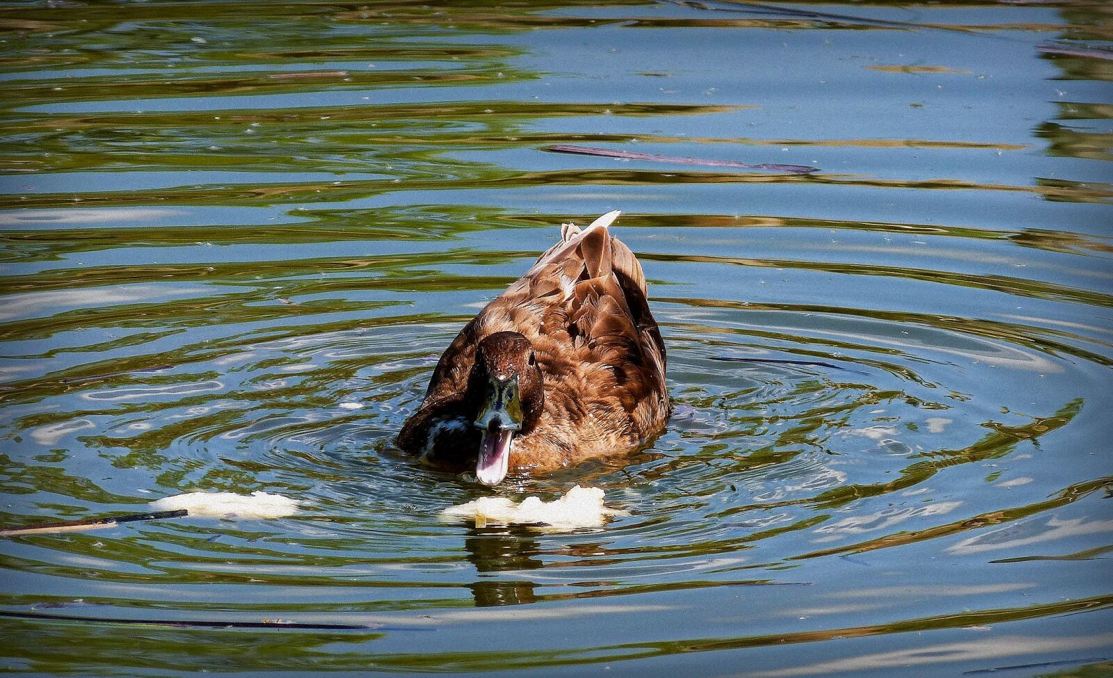 Panasonic DMC-FZ62 sample photo. Duck, oca, animal photography